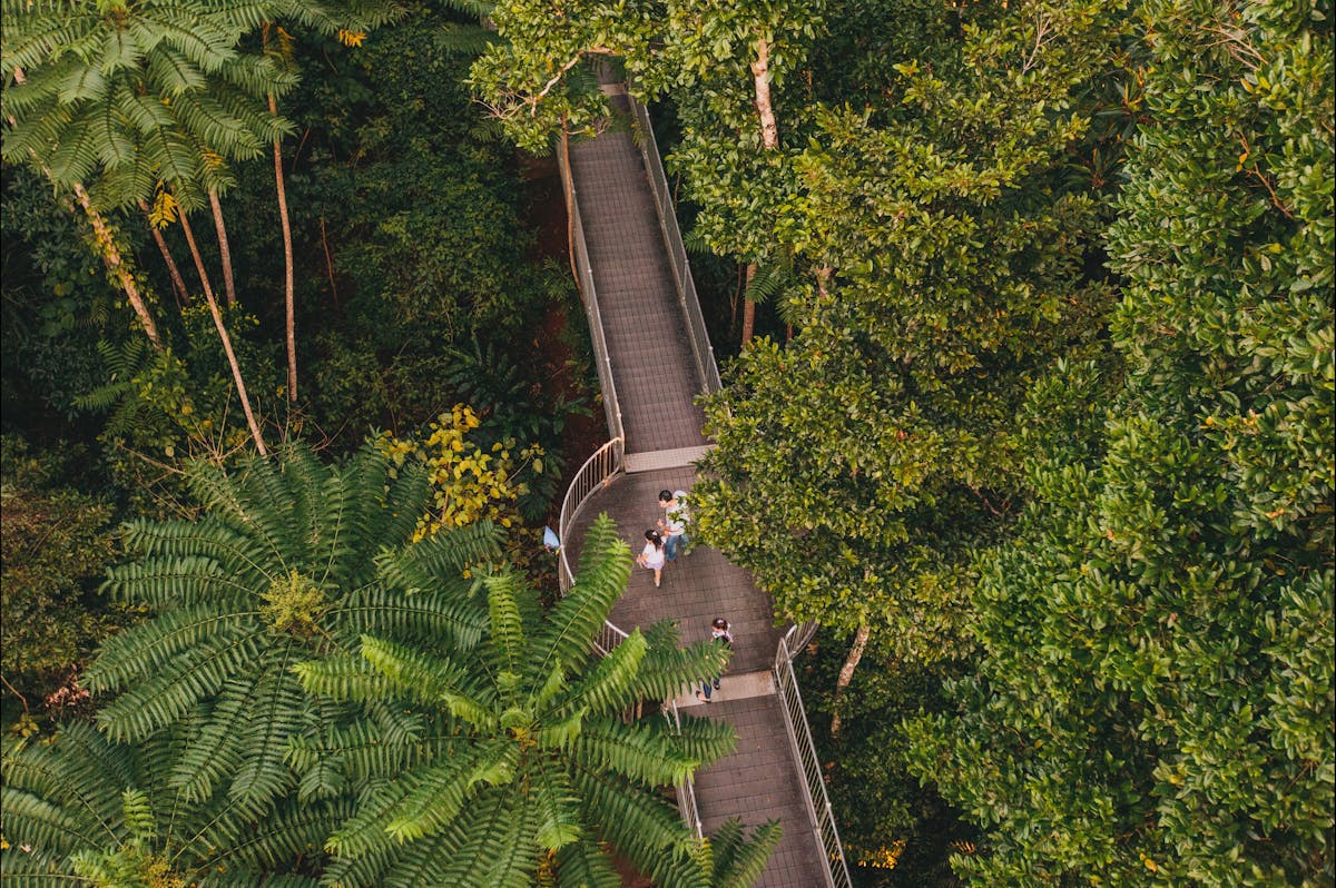 Mamu Tropical Skywalk