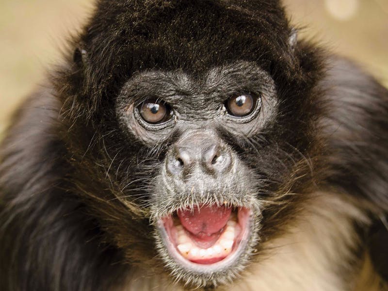 Billabong Zoo Koala and Wildlife Park Port Macquarie Attraction