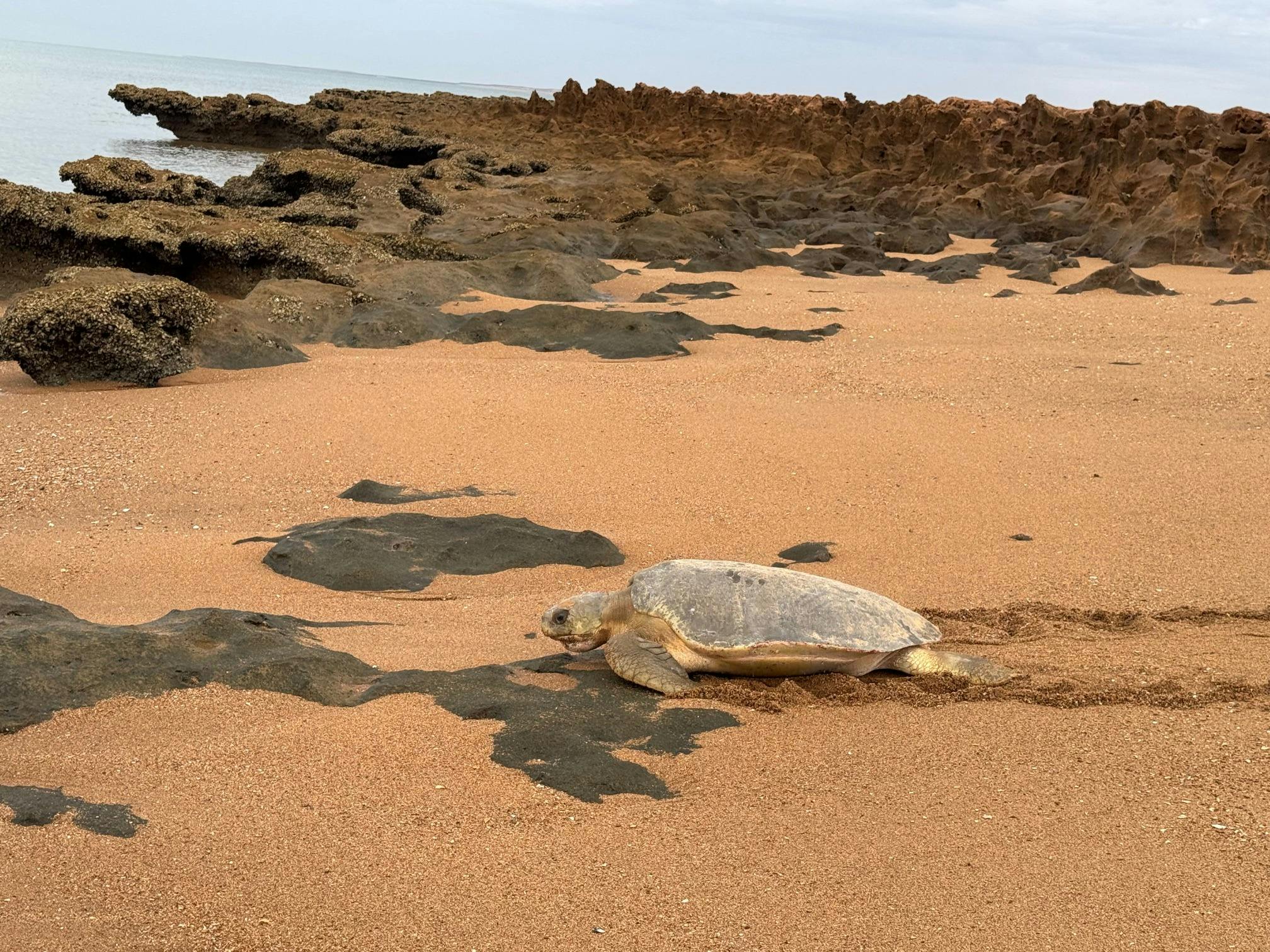 Flatback Turtle Nesting and Hatching Port Hedland