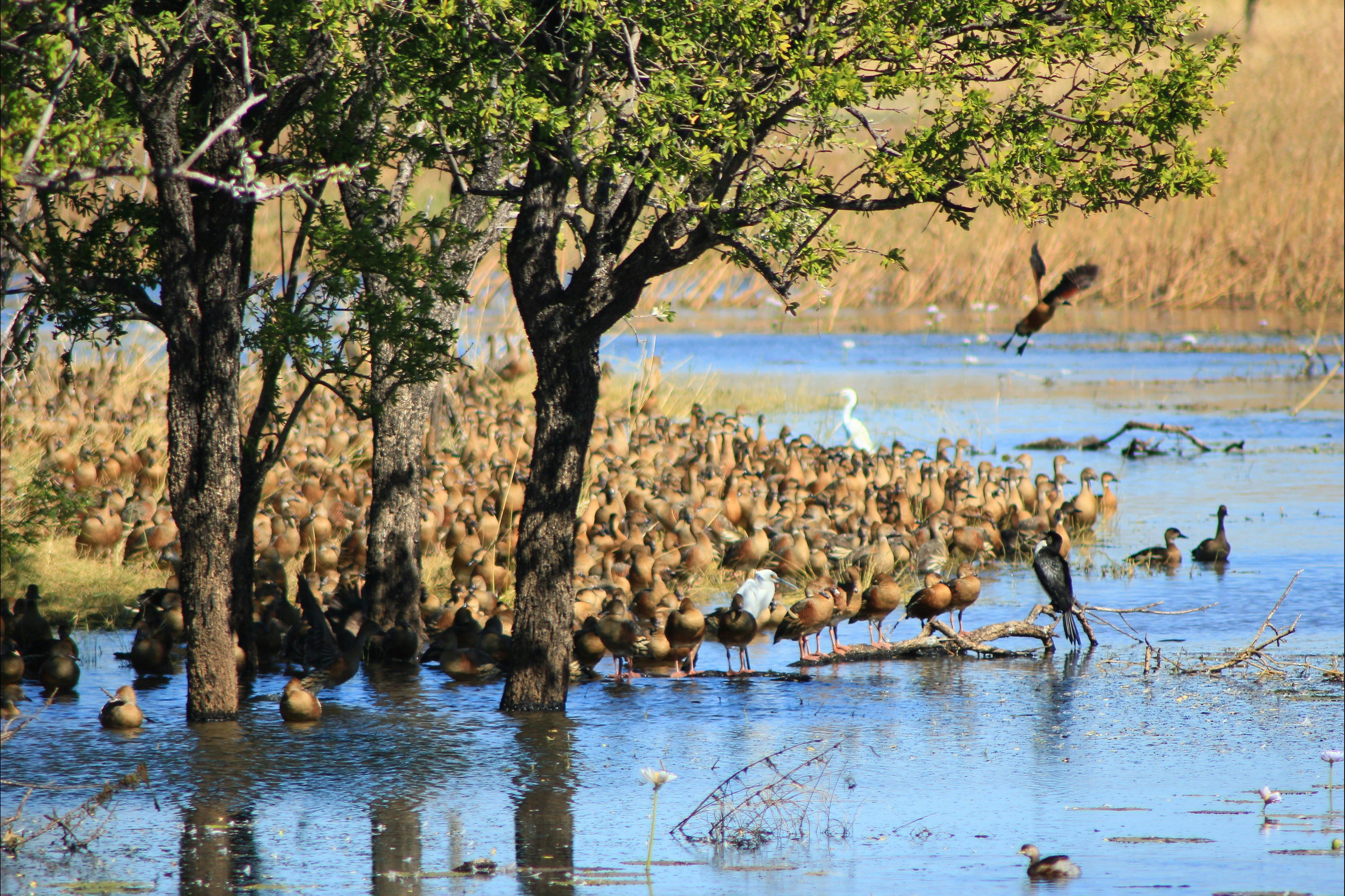 Kimberley Broome to Broome Accommodated Mitchell Falls Rock Art Bungles El Questro Lake Argyle Gibb