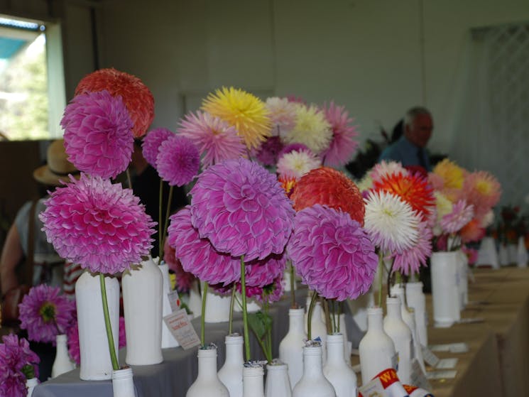 Gorgeous blooms in theHorticulture pavillion