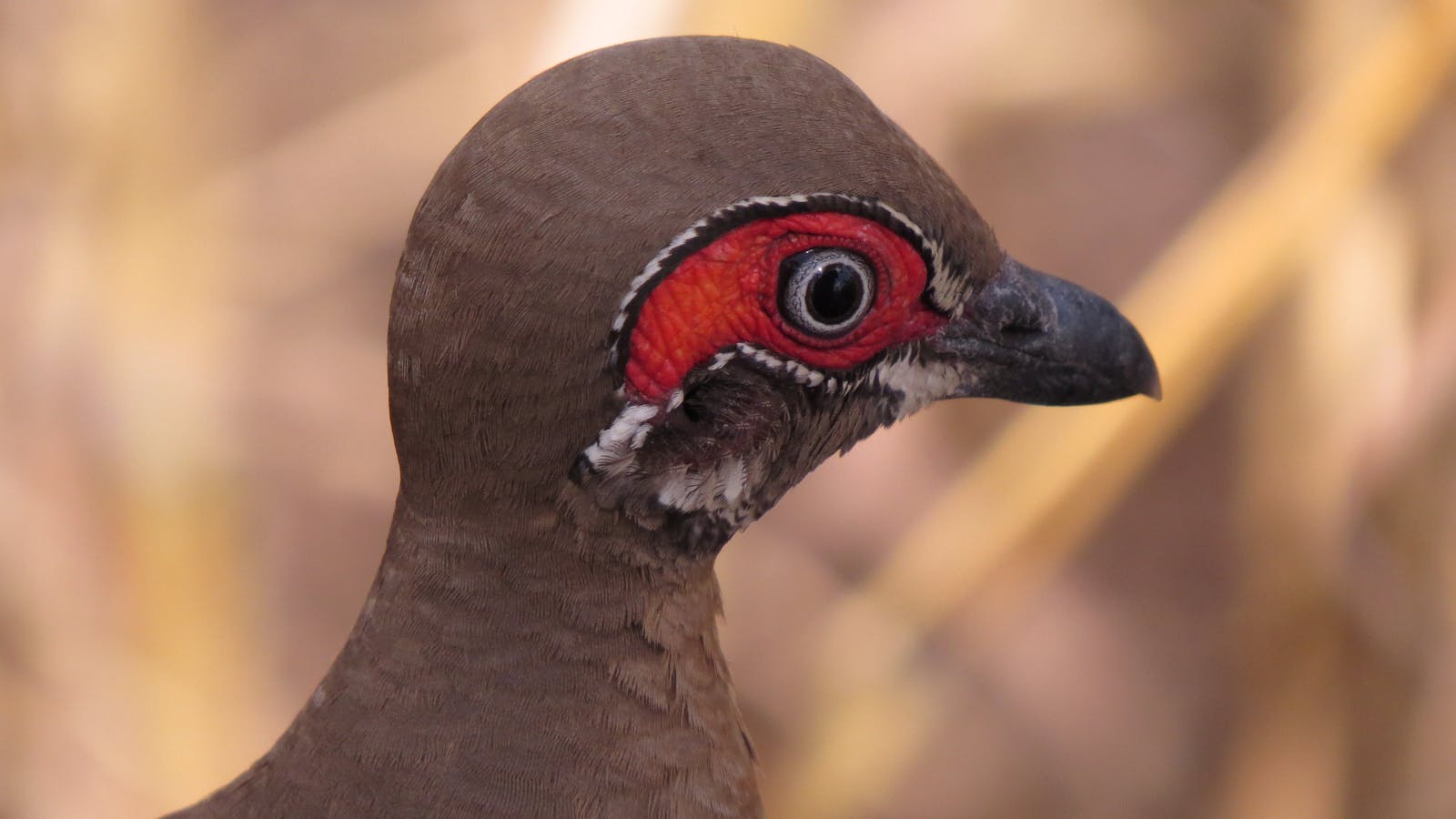 NT Bird Specialists, Birdwatching & Photography Safaris