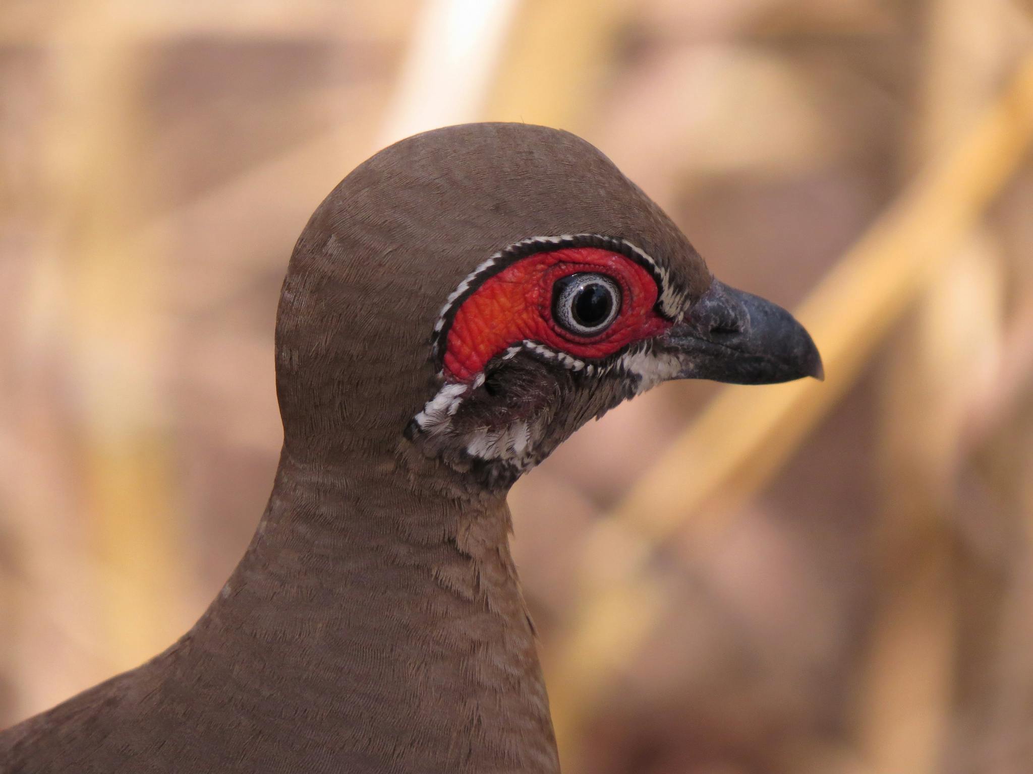 Partridge Pigeon