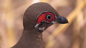 Partridge Pigeon