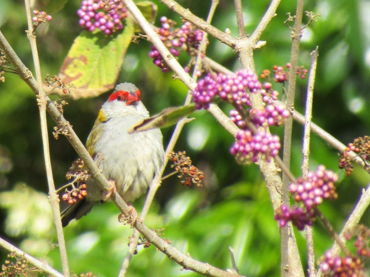 Callicarpa pedunculata