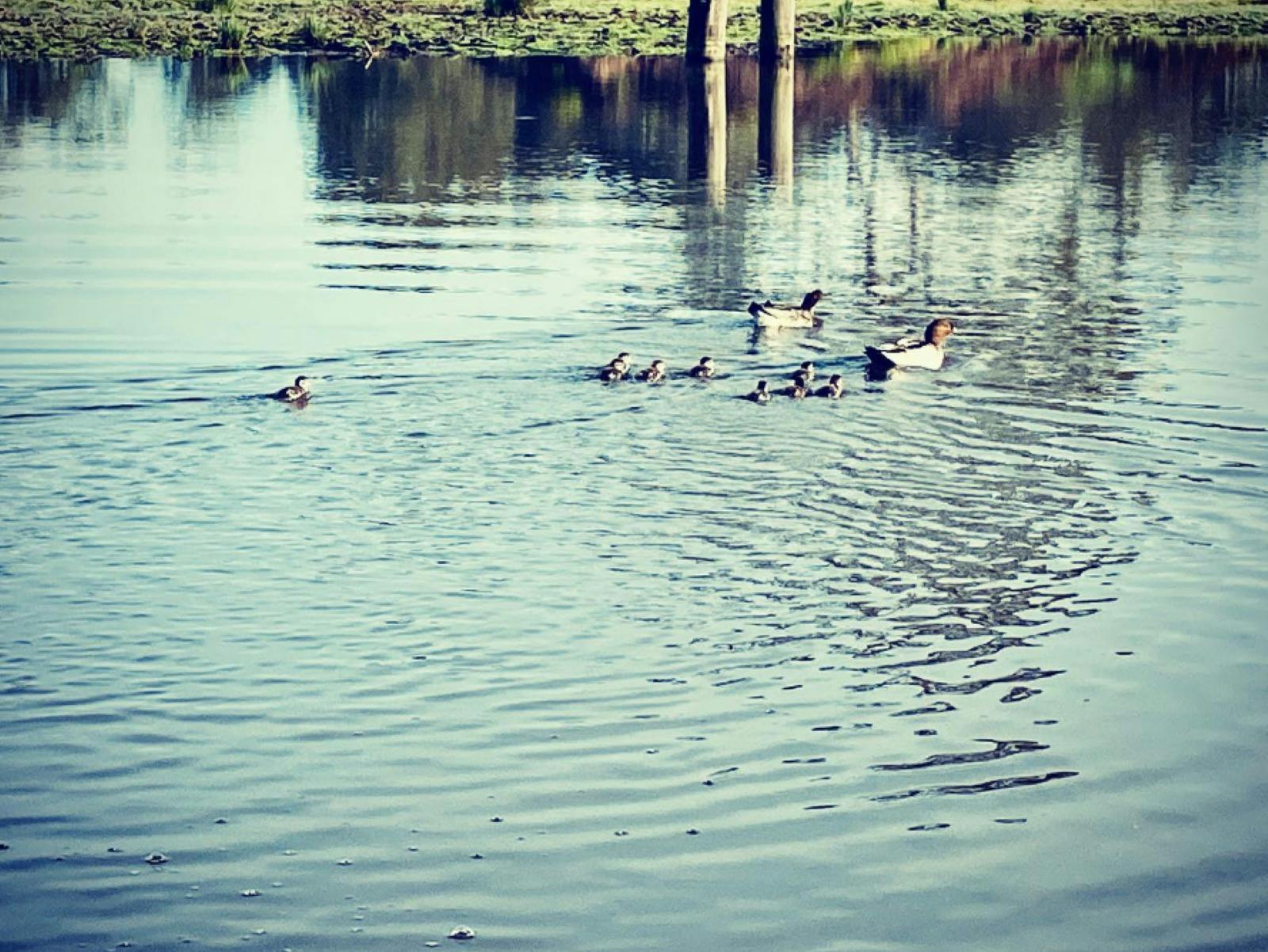 Ducks swimming in a pond