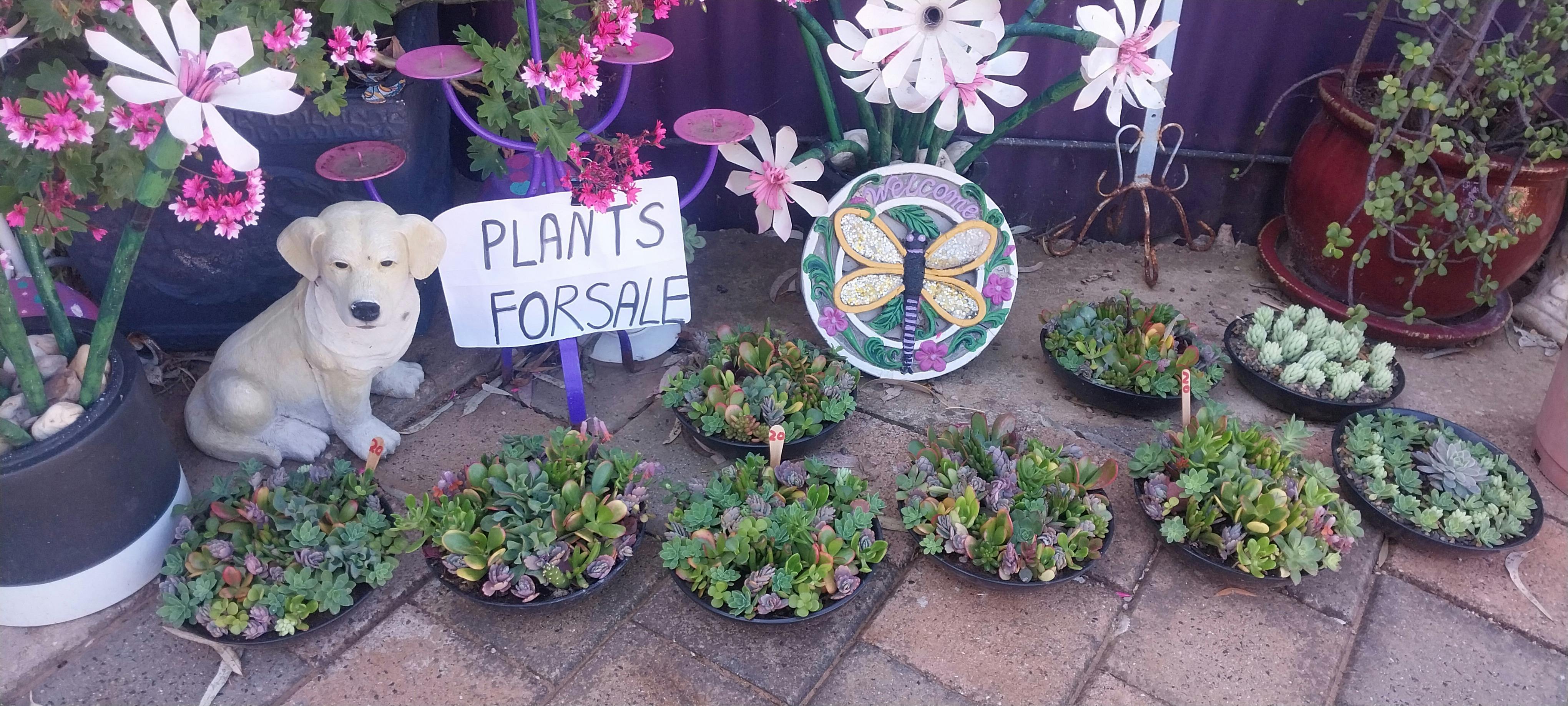 Succulents