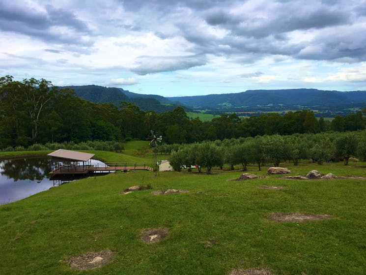 Kangaroo Valley Olives