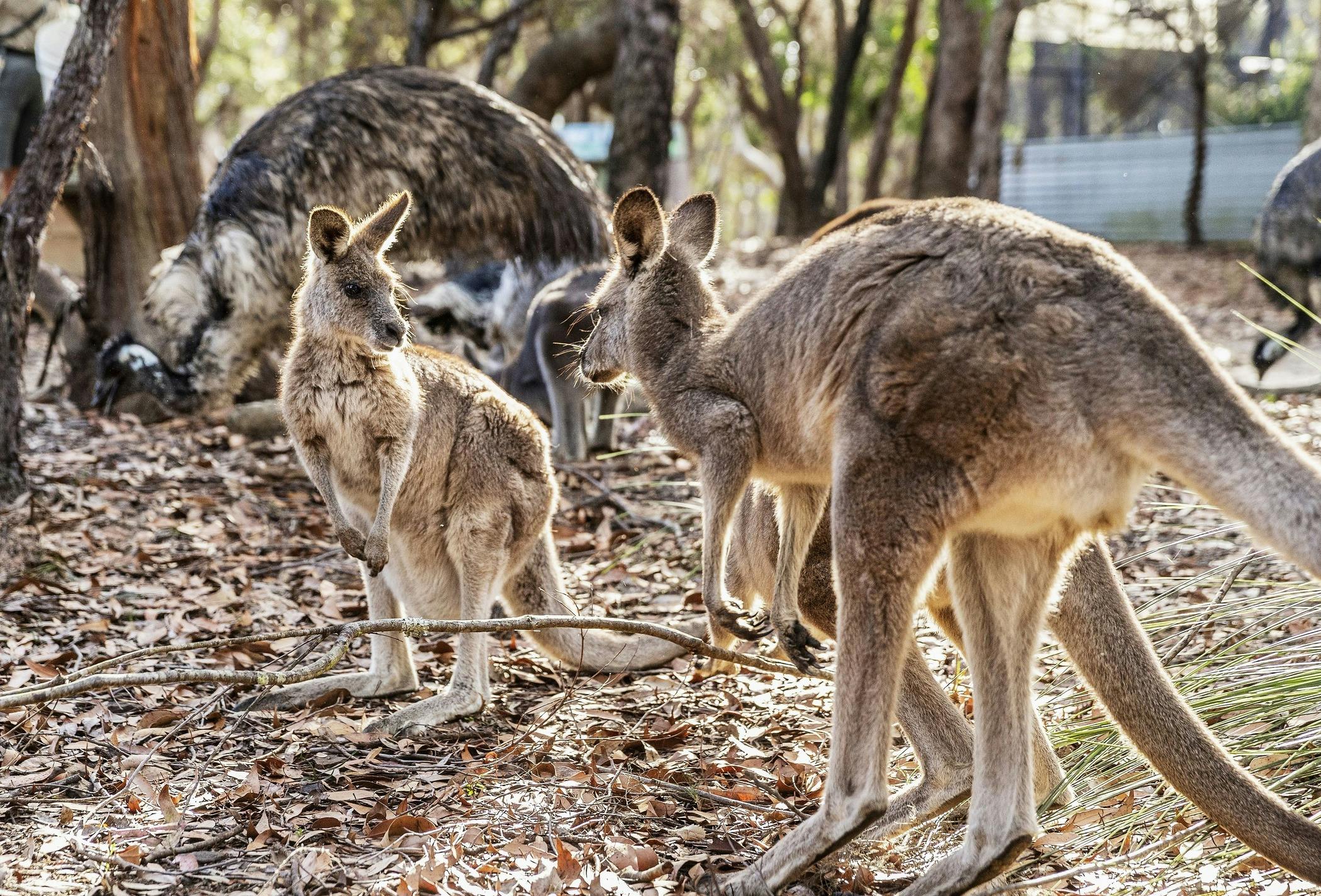 Autopia Via Travel - Calga Australia Walkabout Wildlife Park Emus