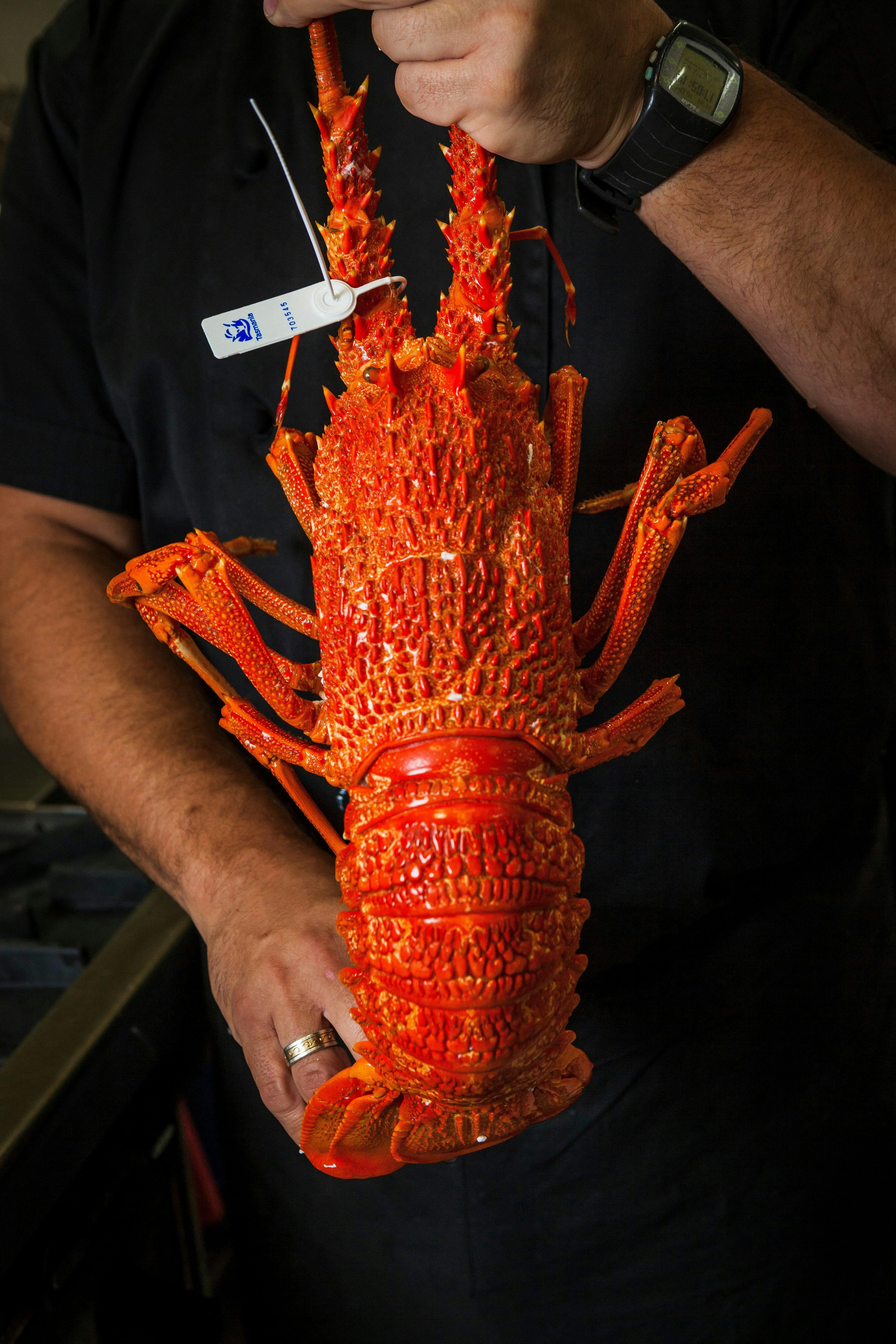 fresh lobster available while in season