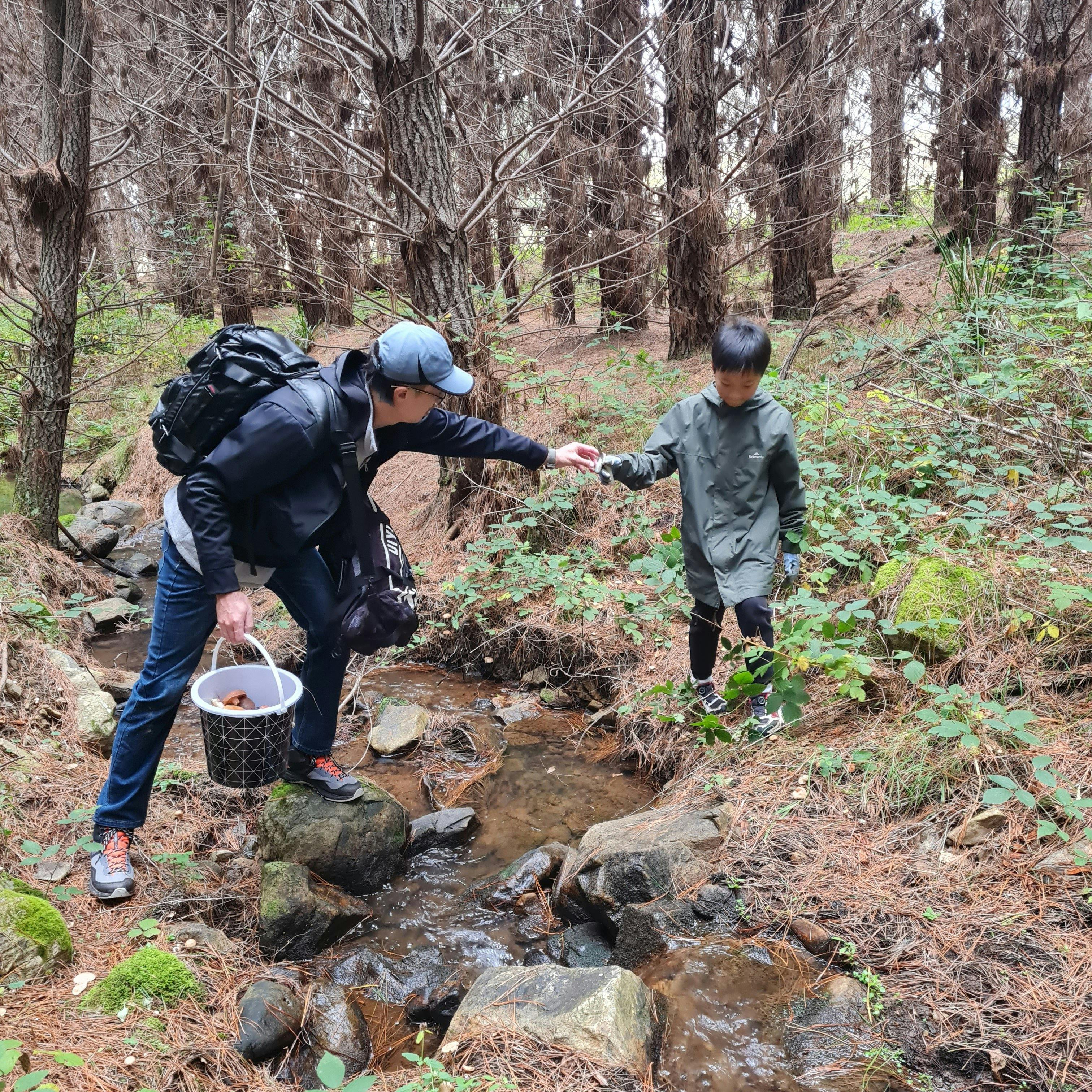 Wild Mushroom Hunt - Hampton State Forest