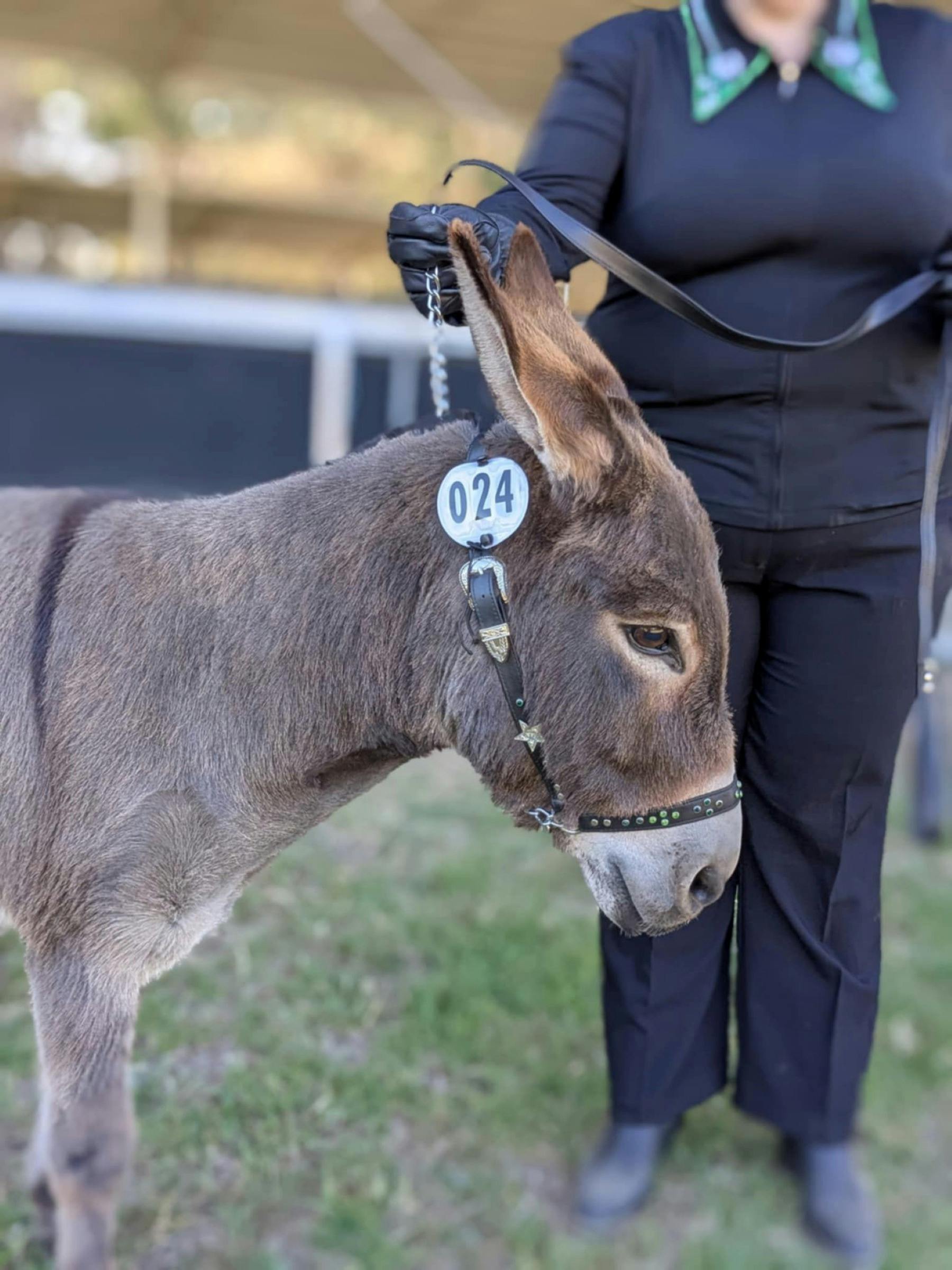 Donkey at the show