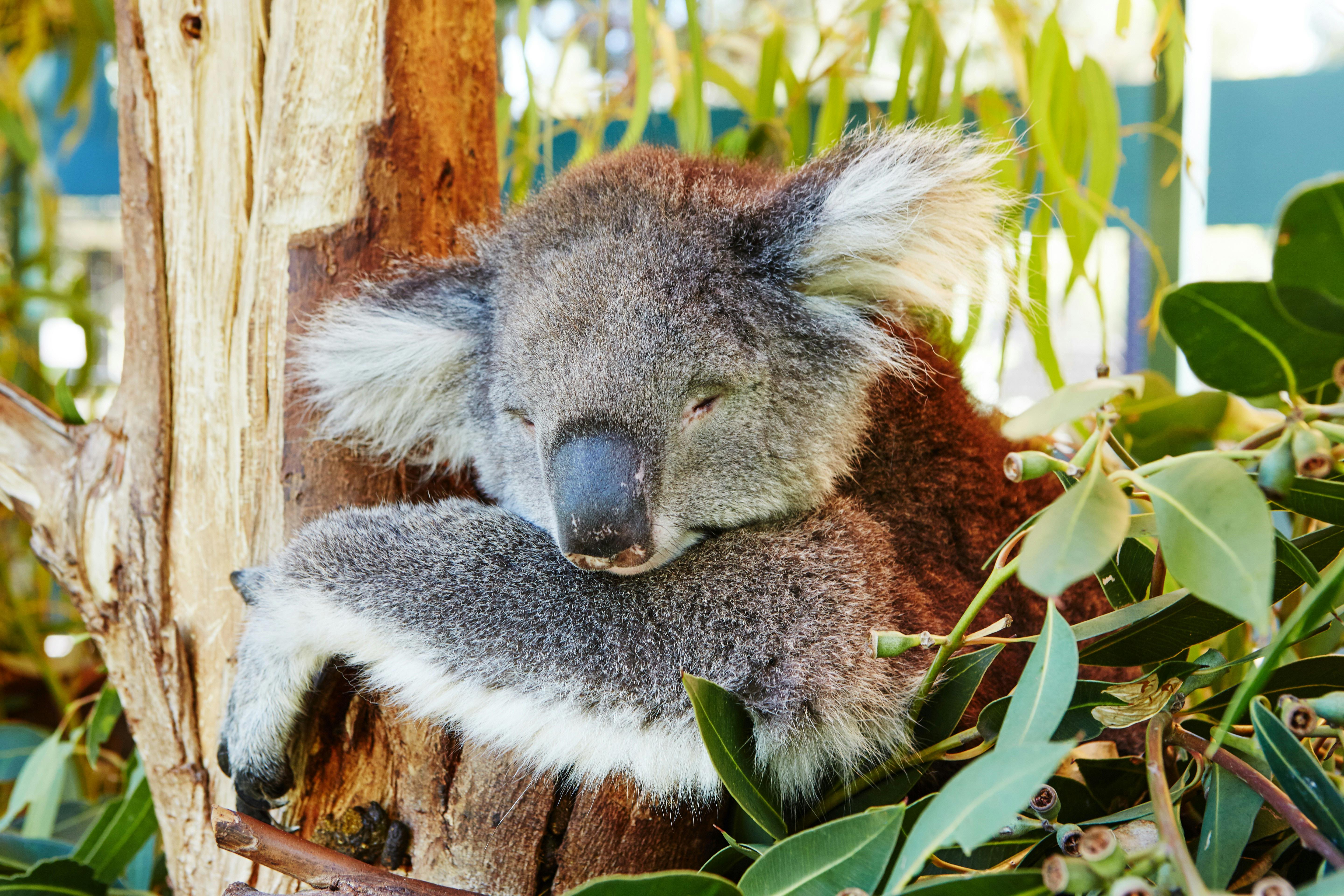 Koala