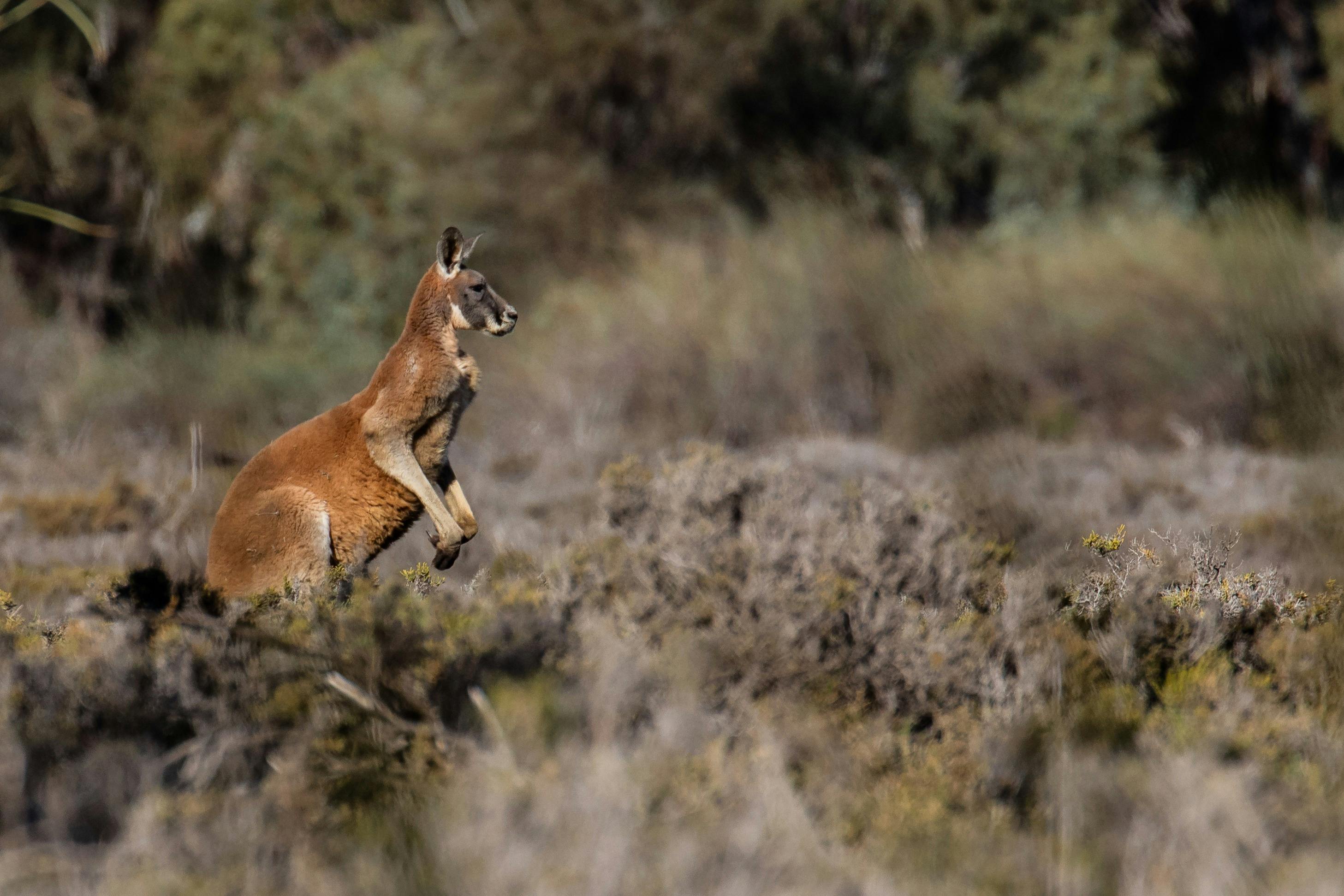 Murray River wildlife tours south australia