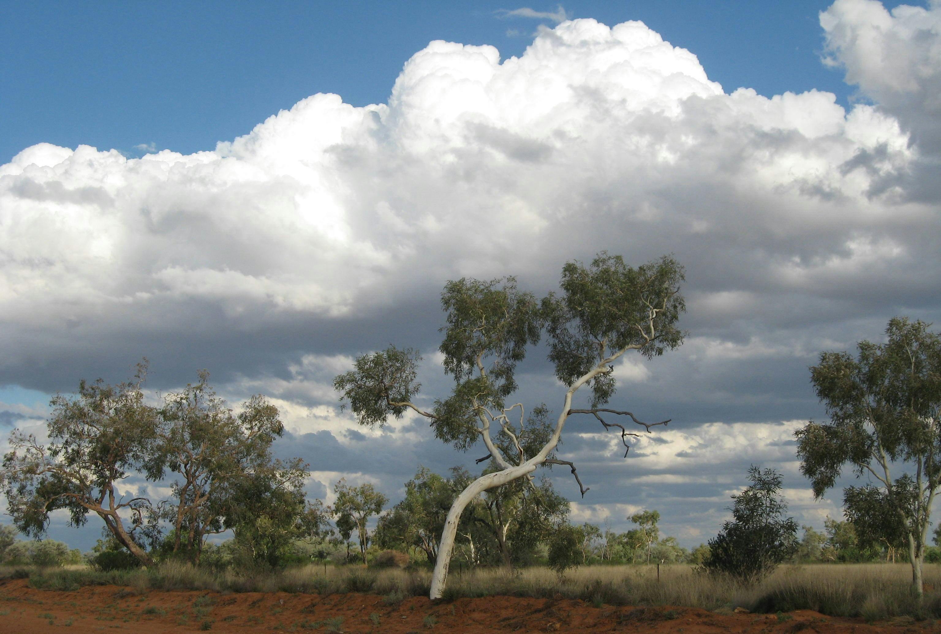 Ghost Gums are just one tree found along the Nature Drive at Windorah.