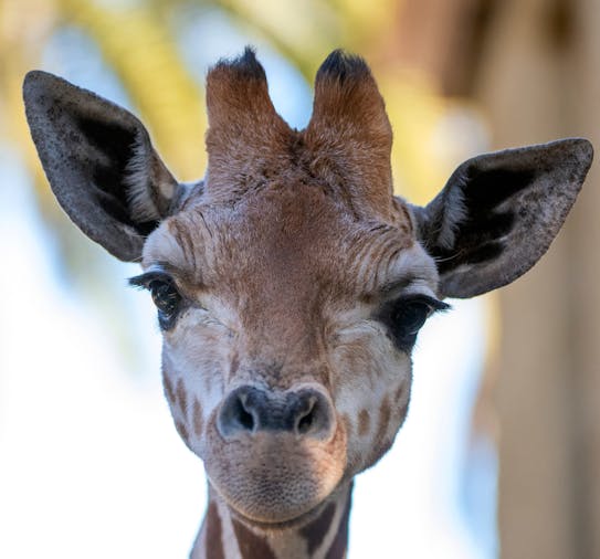 Giraffe Feed at Adelaide Zoo