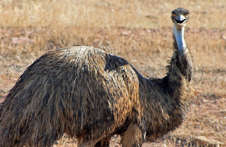Aussie Mates Rates Deal 3 Day Flinders Ranges 4WD Tour