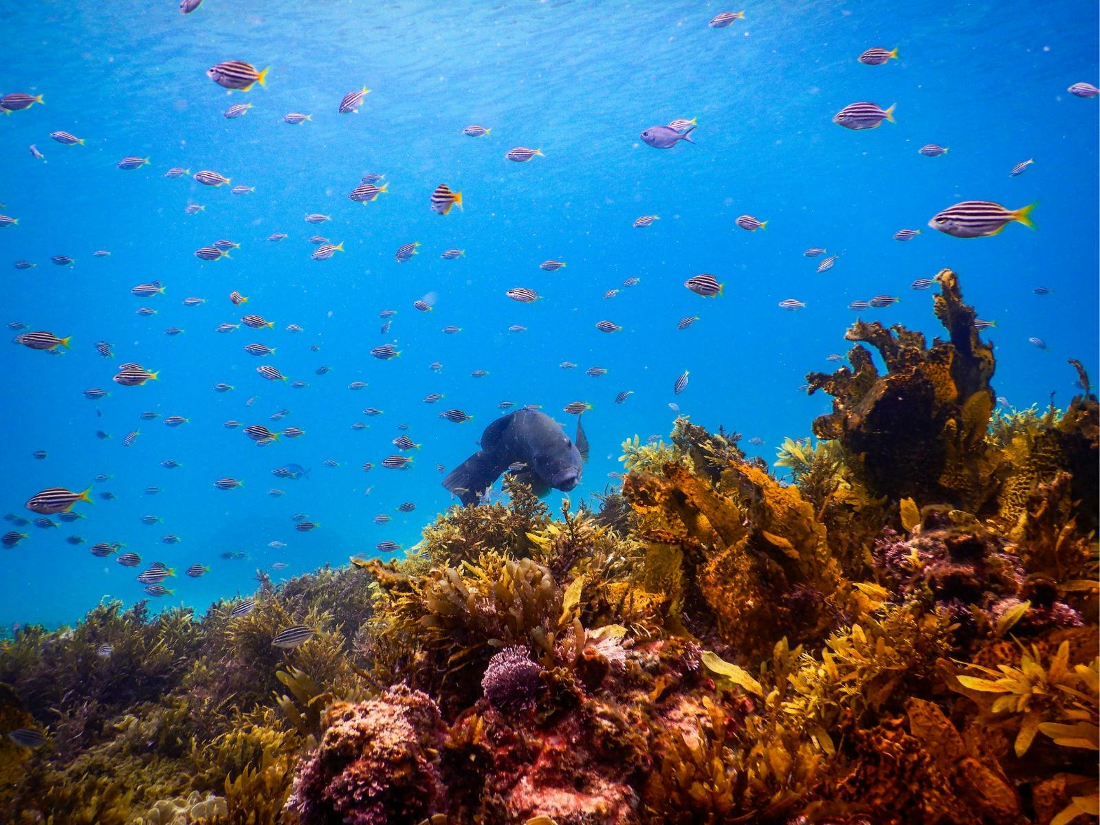 A blue groper swims on the reef, surrounded by a large school of fish