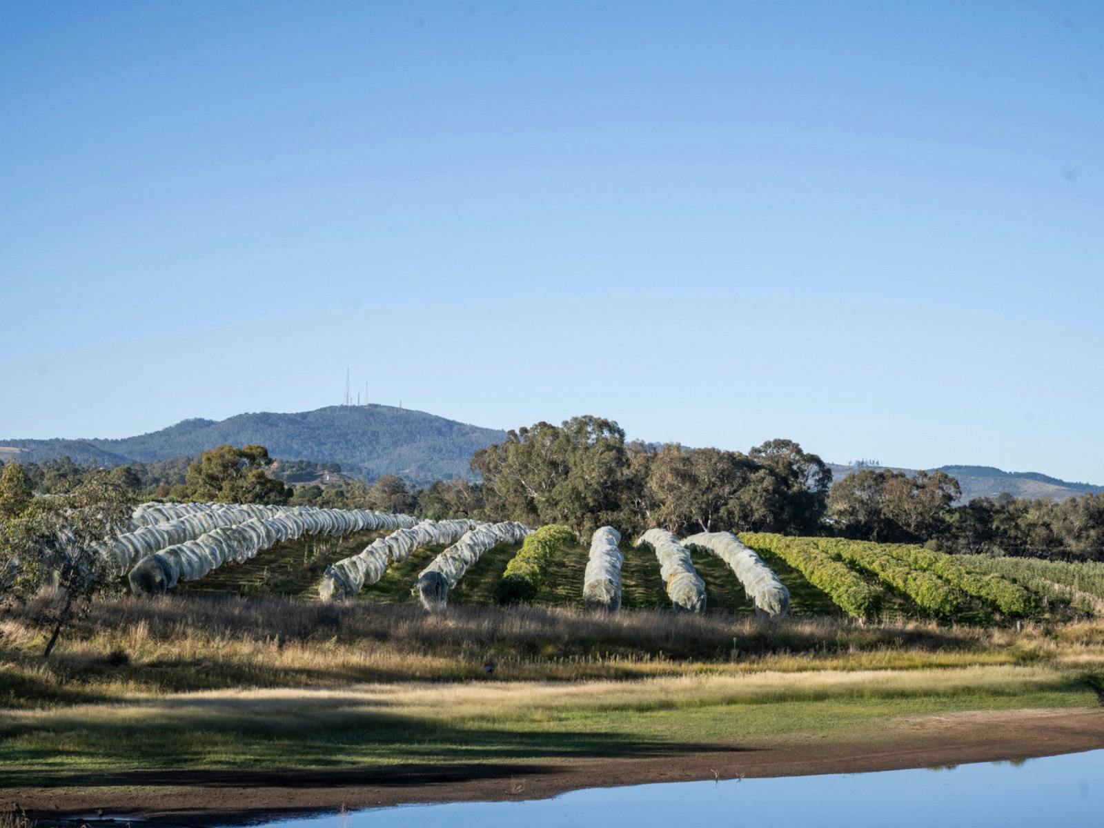 Hillside Harvest, Vineyard