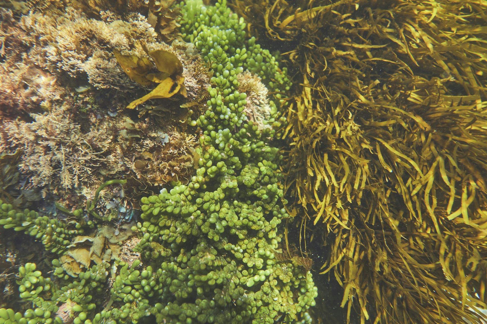 Seaweed beds at Guerilla Bay