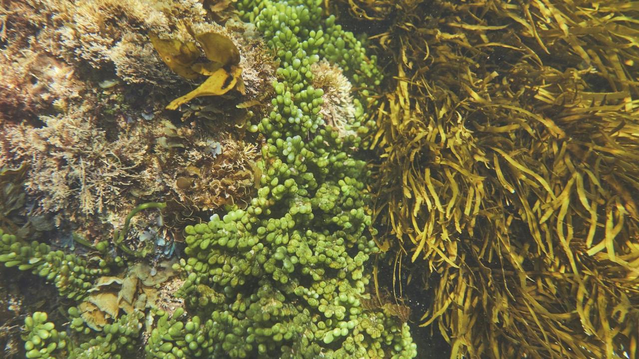 Seaweed beds at Guerilla Bay