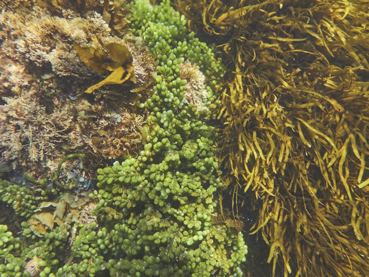 Seaweed beds at Guerilla Bay