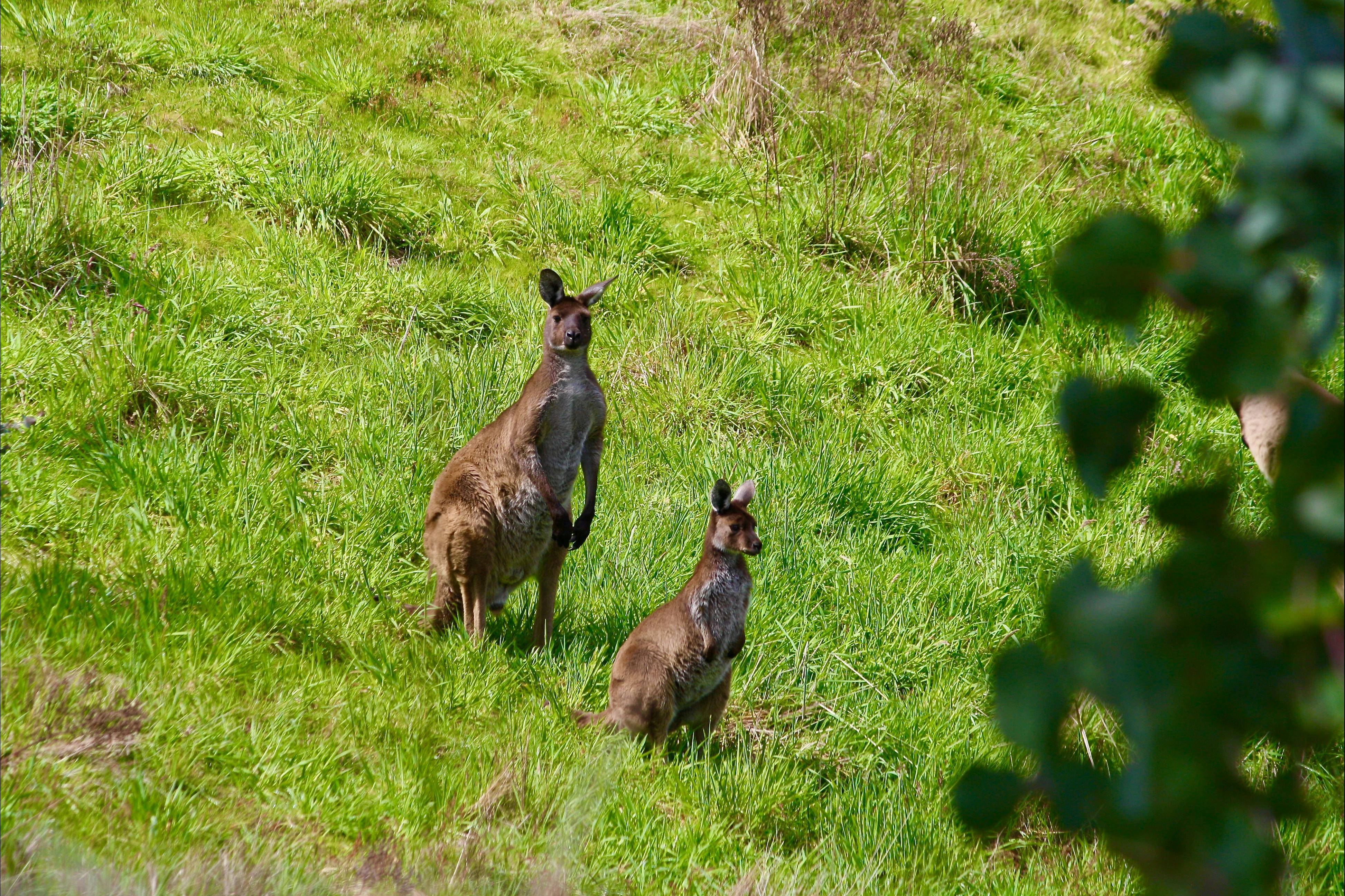 Our beautiful kangaroos  graze nearby daily