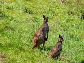 Our beautiful kangaroos  graze nearby daily