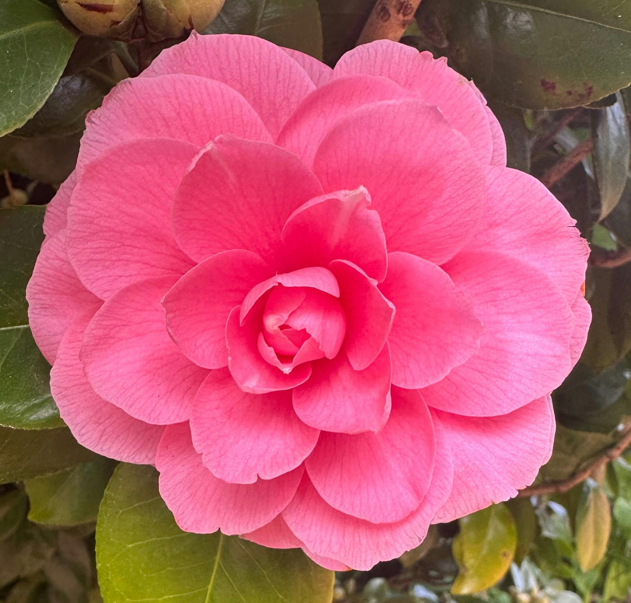 A heritage camellia first reported in 1872