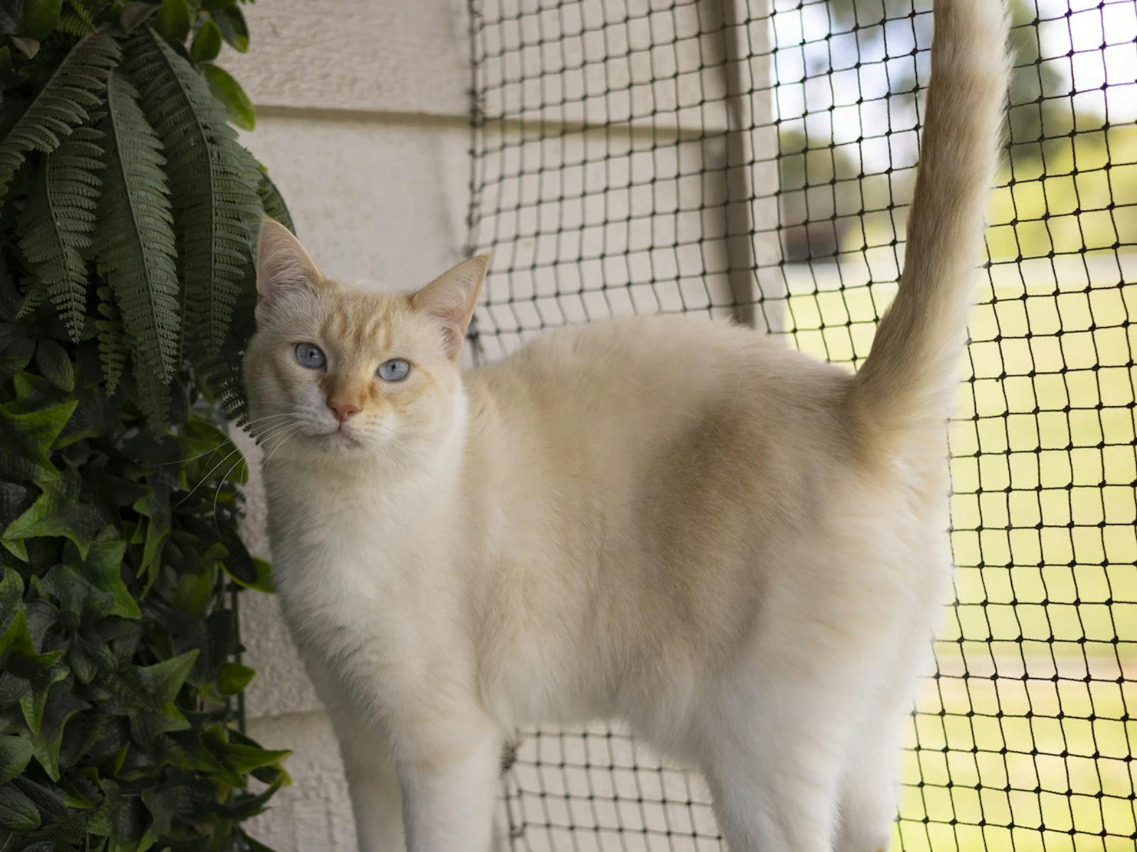 Yarra Valley Pet Resort