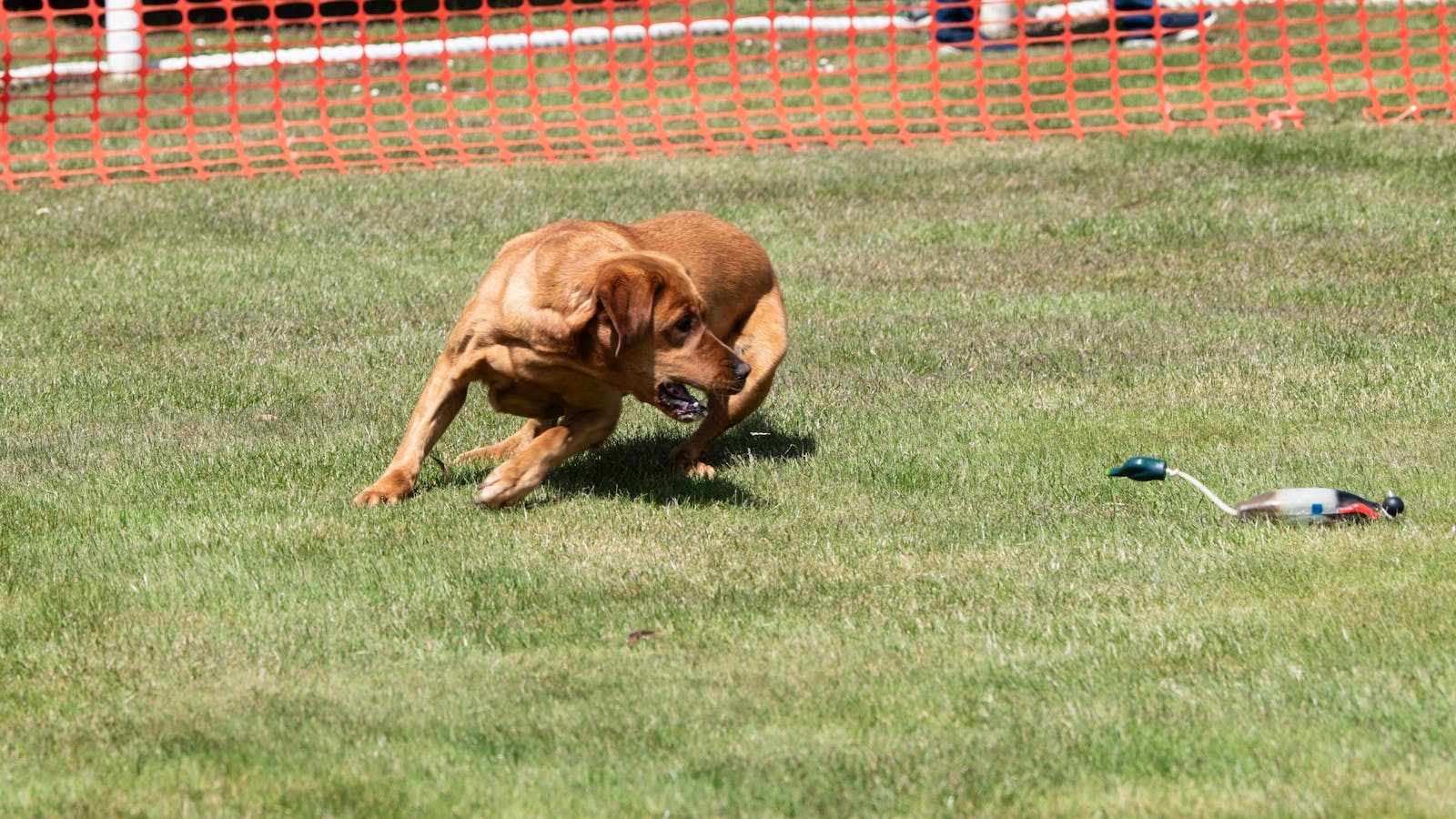 Retrieval Dogs in action