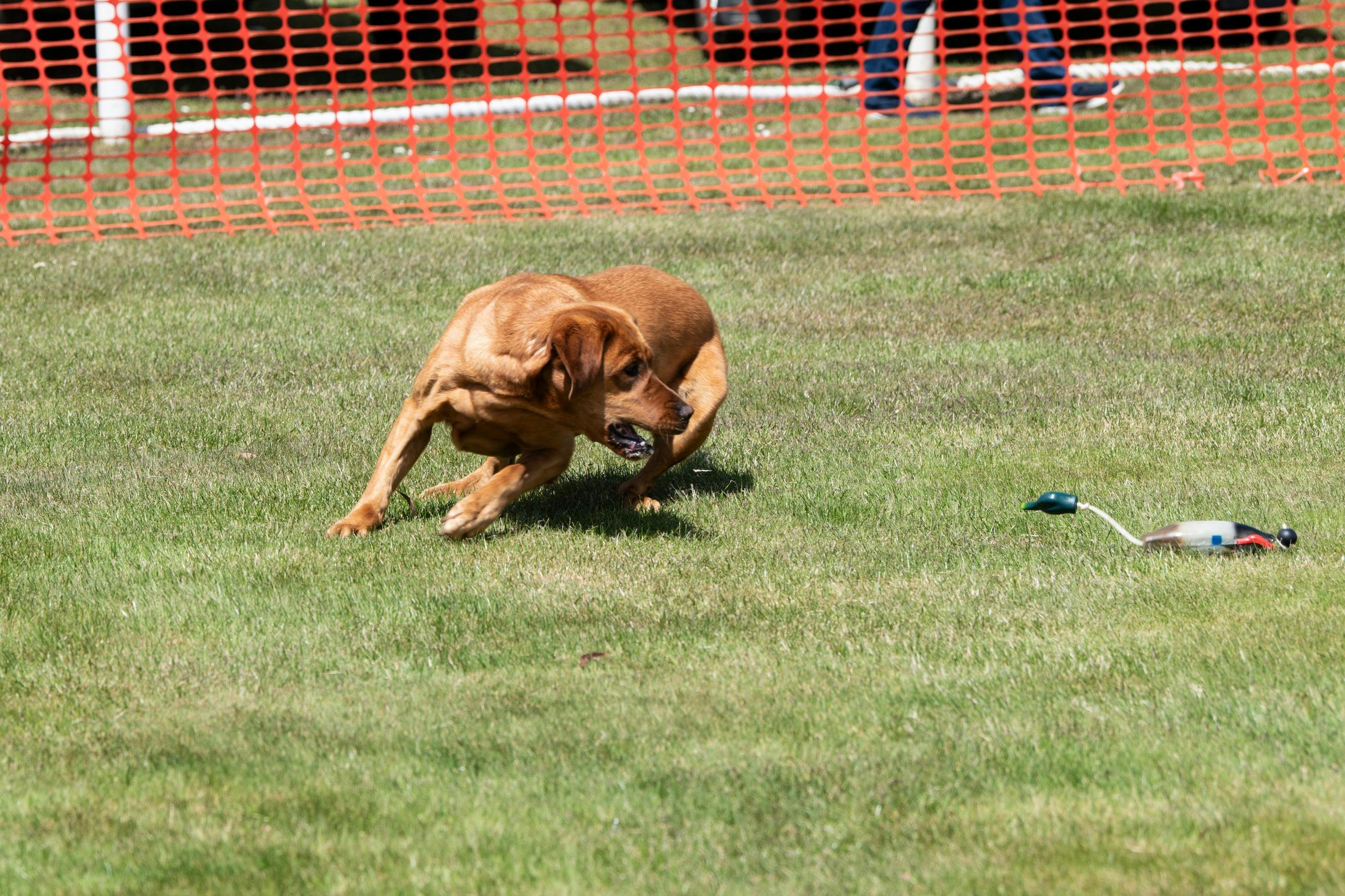 Hunting dogs