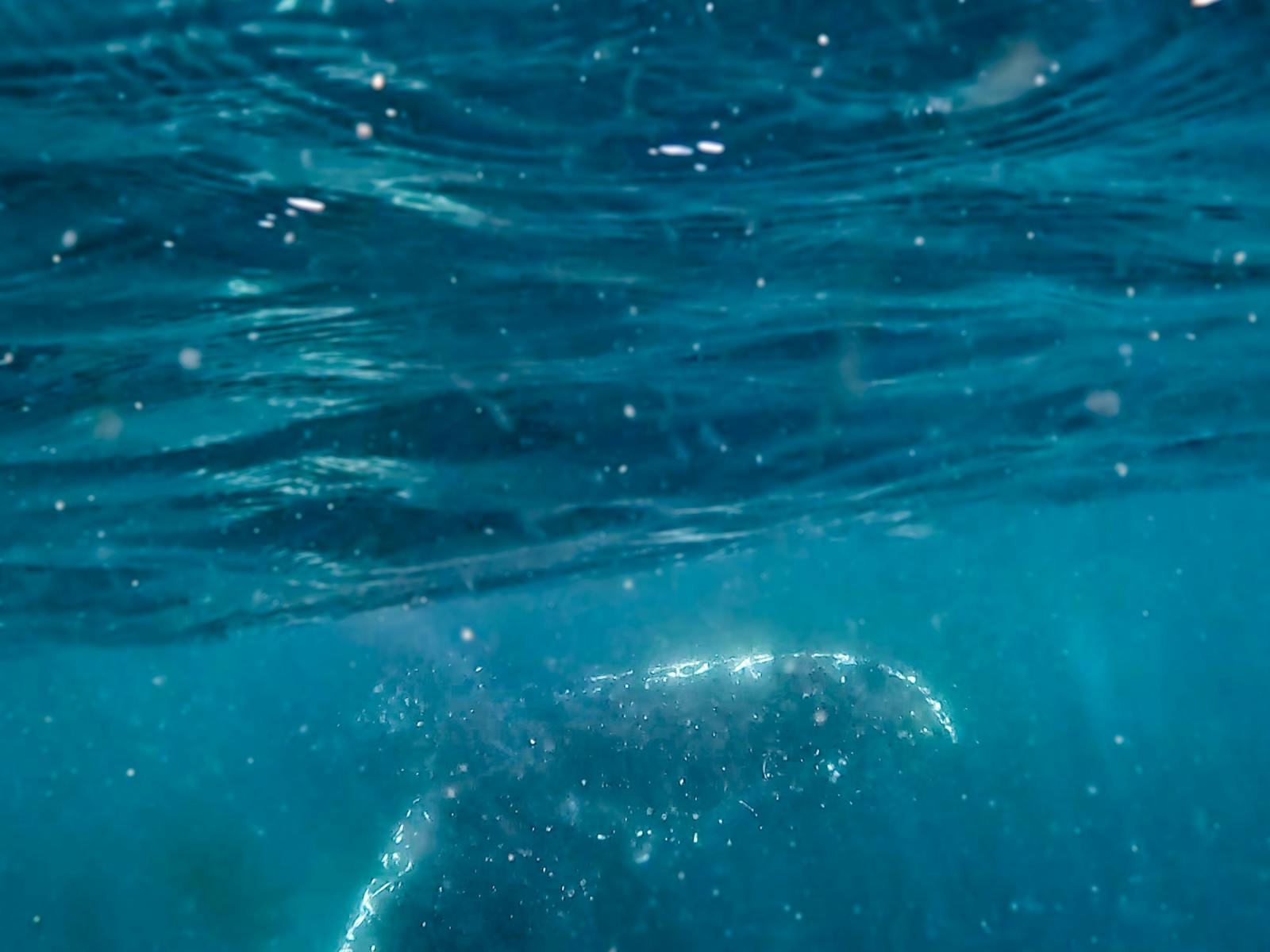 Whale Tail Nearby