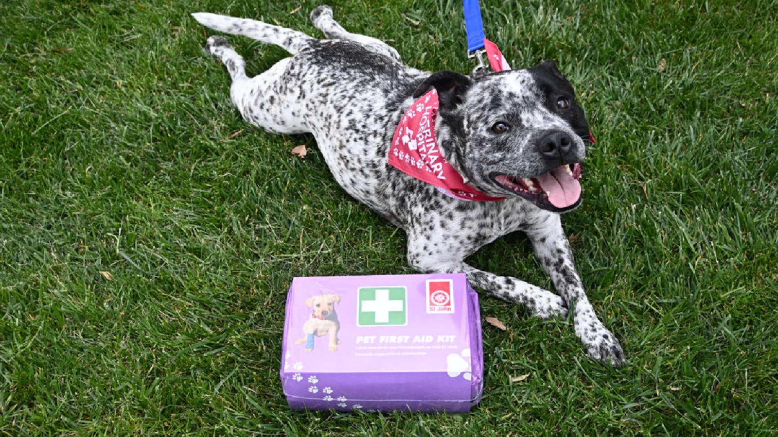 A very good boi from DDO '23