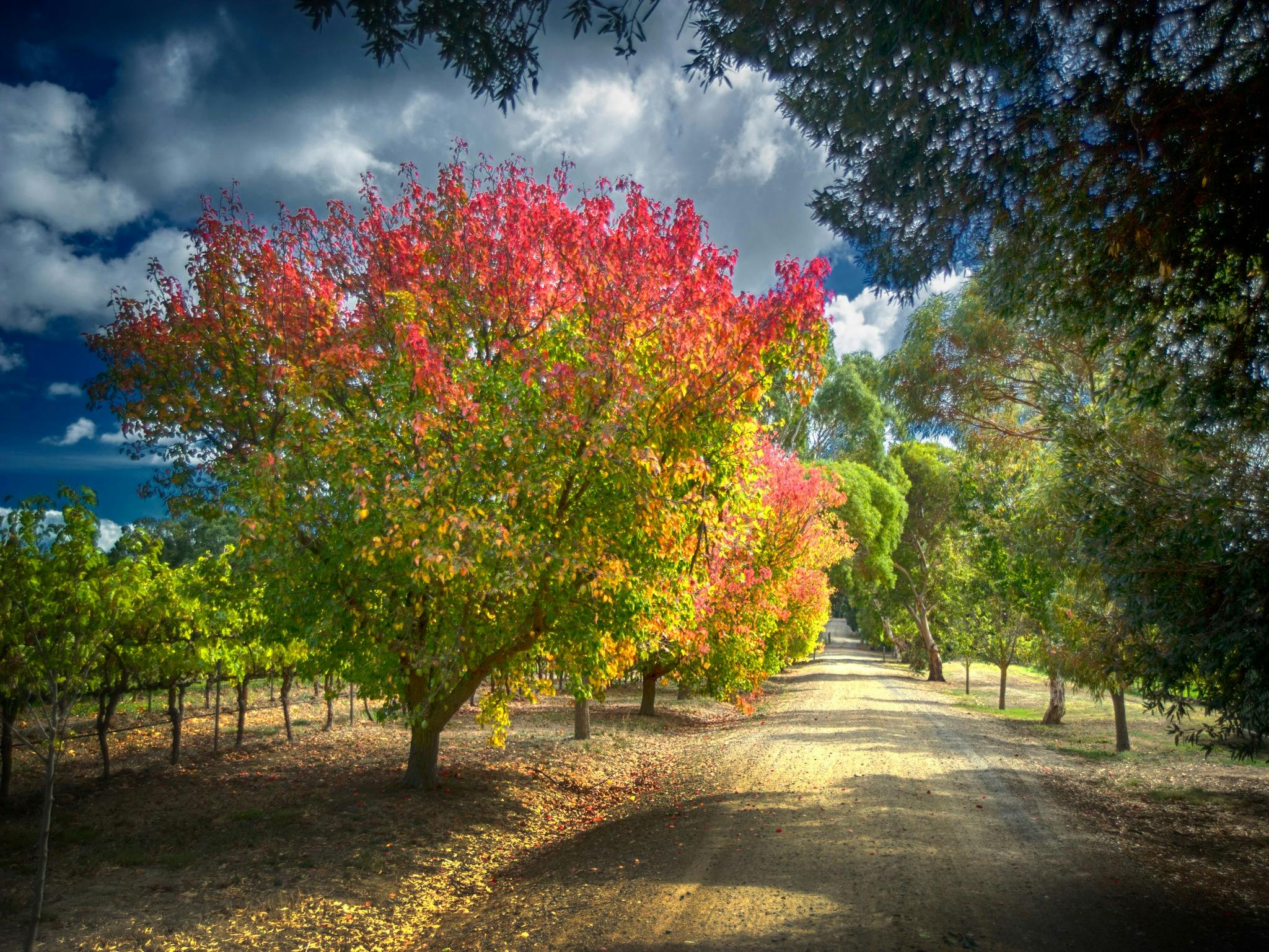 Fox Creek, McLaren Vale