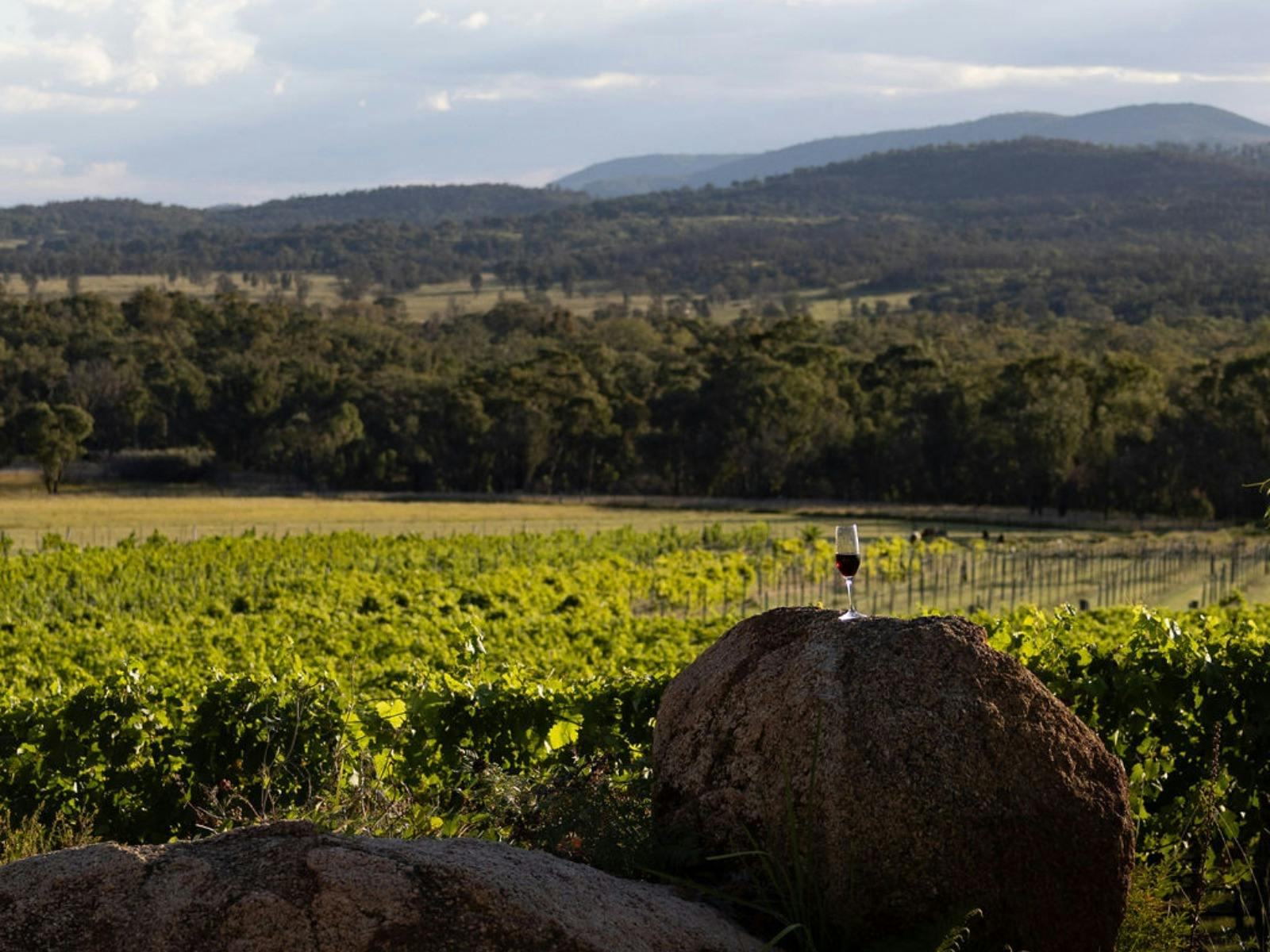 Vineyard views at Balancing Heart Vineyard on the Granite Belt, South-East Queensland