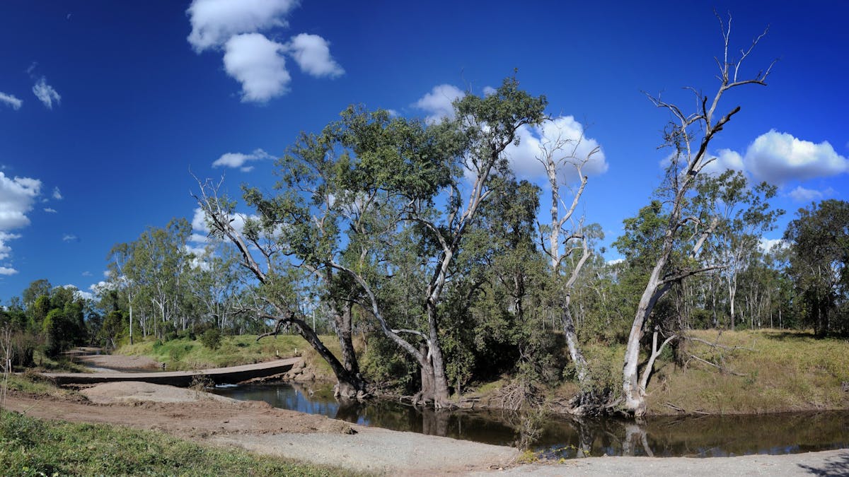 Trees on the  bank of the creek and small footbridge