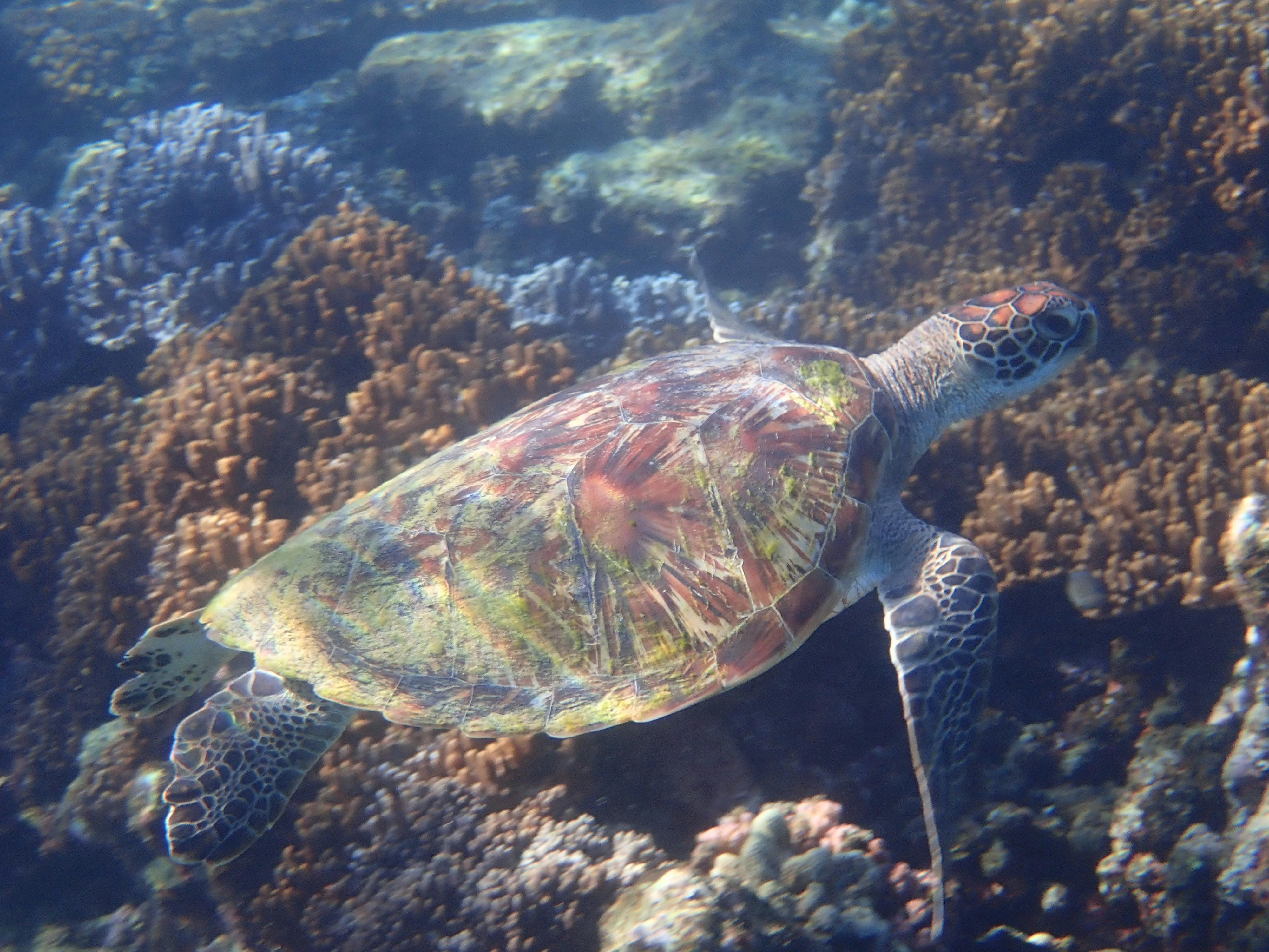 Green Turtle have a rest on some spongesb on the Great Barrier Reef