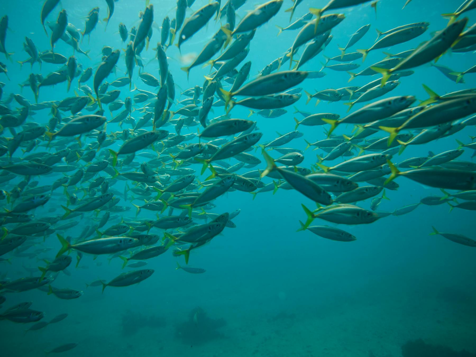 eco tours sydney ecotreasures snorkeling shelly beach manly