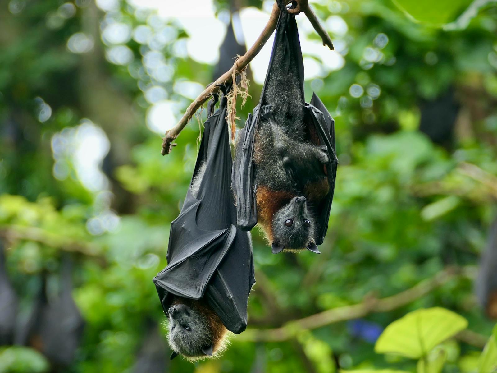 Flying Fox Bat