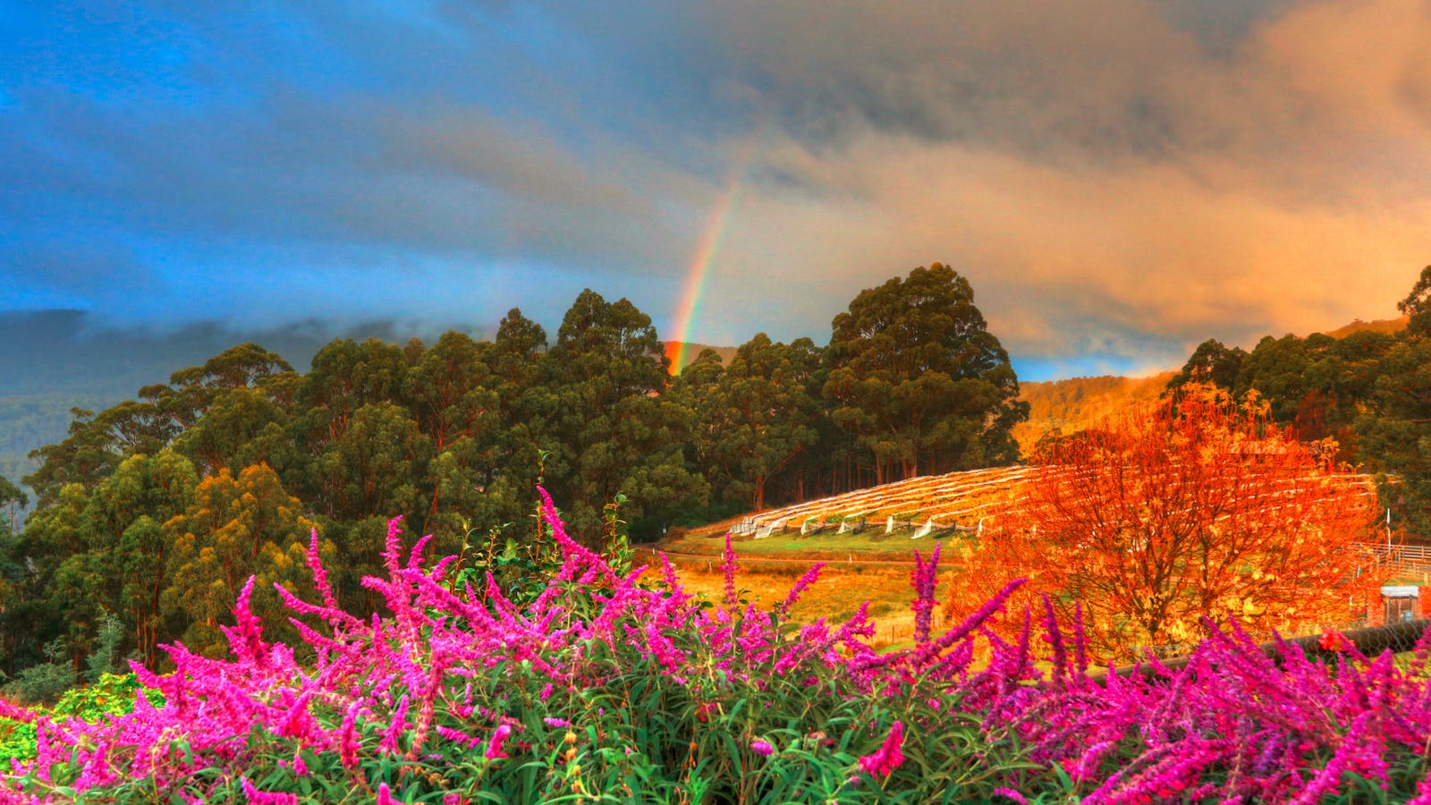 Lovely views from Hartzview Vineyard's cafe