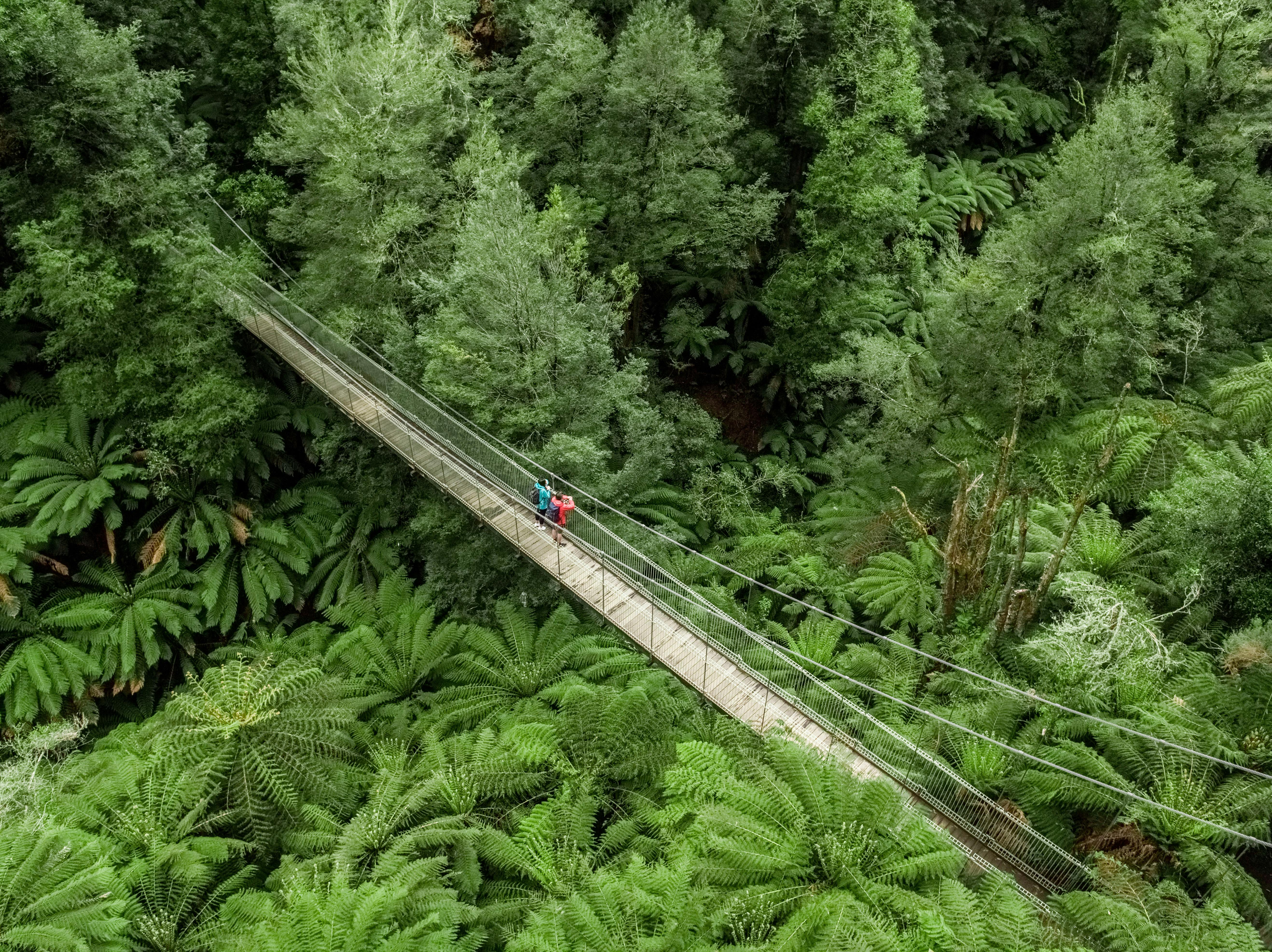 Tarra Bulga National Park