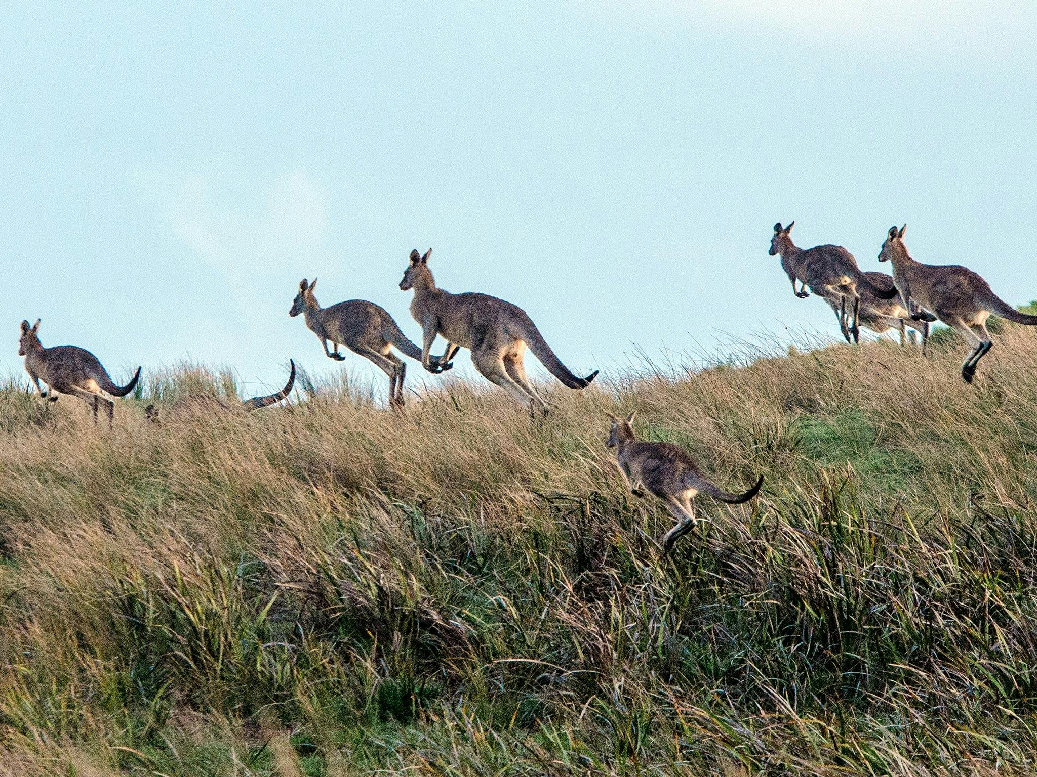 Autopia 1 Day Grampians Tour