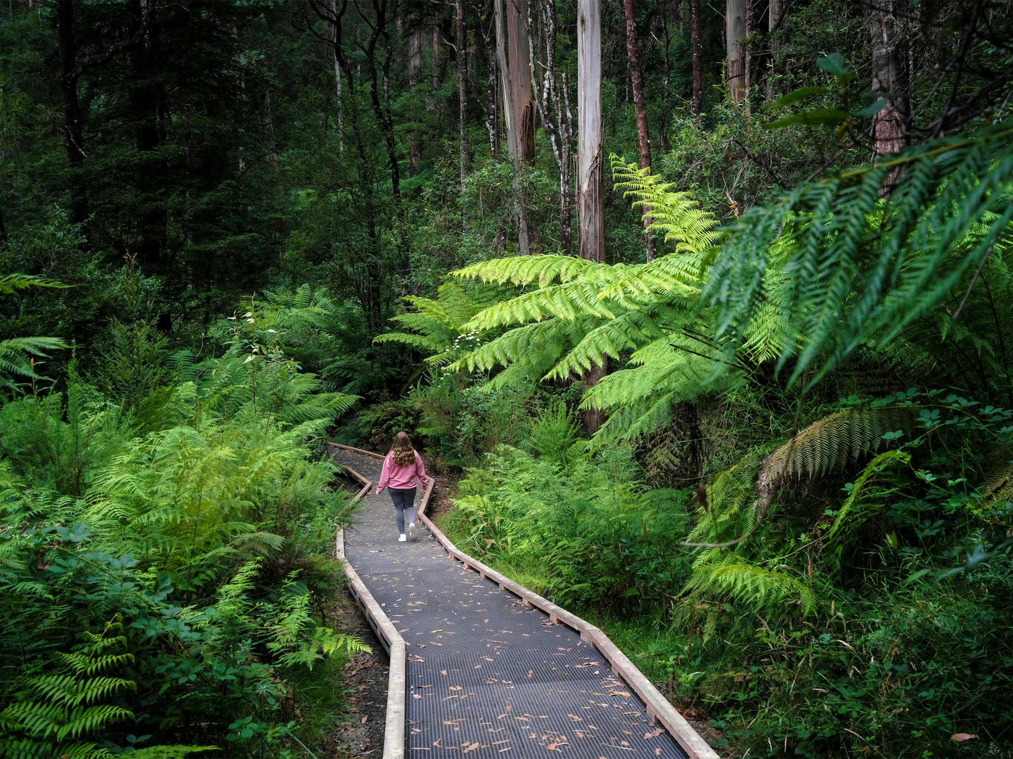 Wirrawilla Rainforest Walk