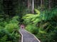 Wirrawilla Rainforest Walk