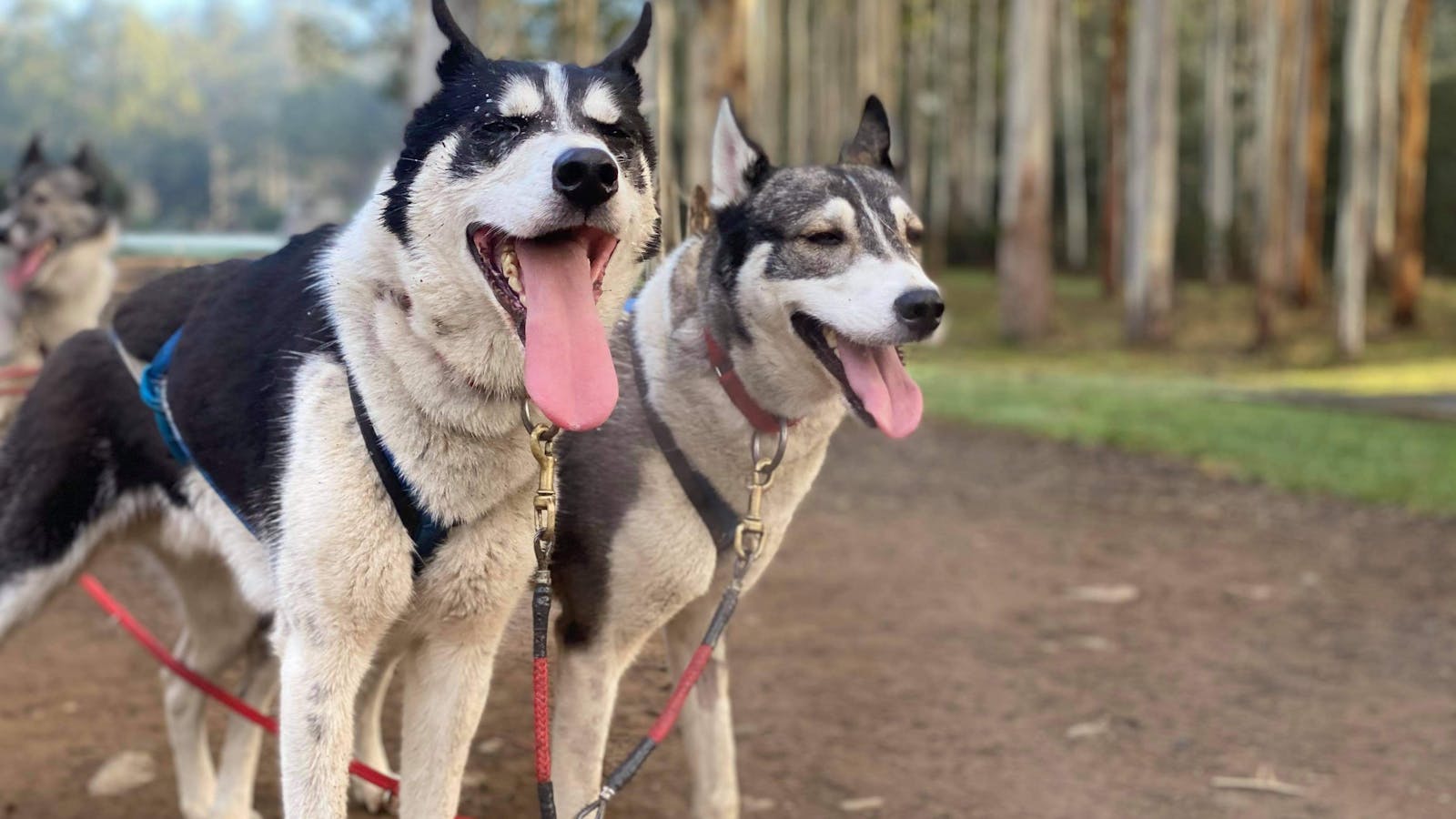 'Chase' and 'Peyton'