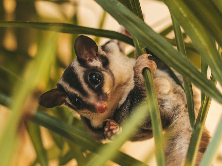 Exploring the Australian Pygmy Possum