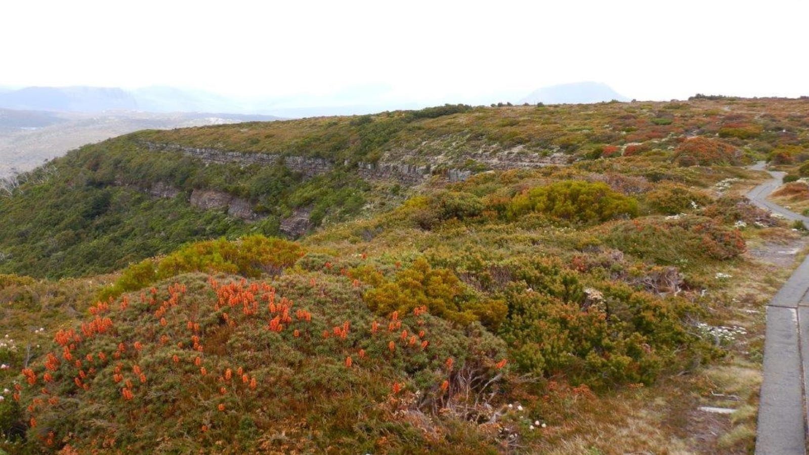 Overland Track near Marions Lookout
