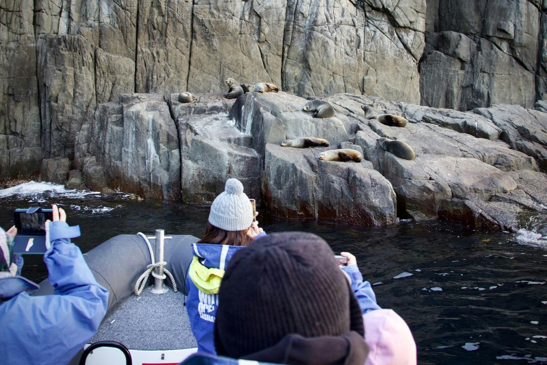 Seal watching in Tasmania