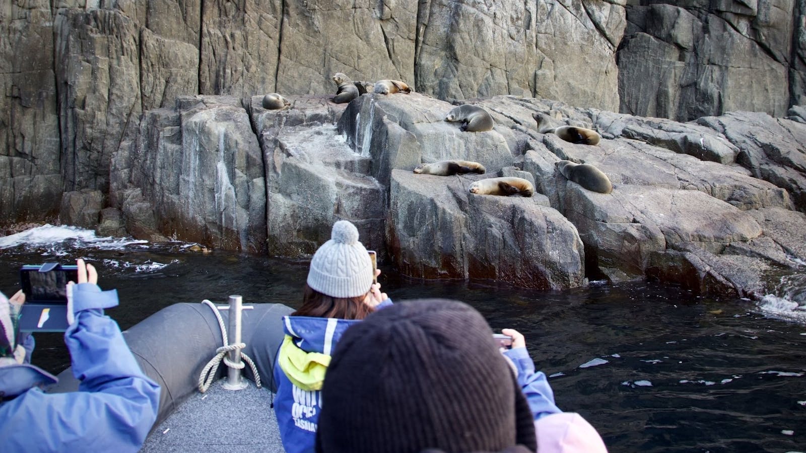 Seal watching in Tasmania